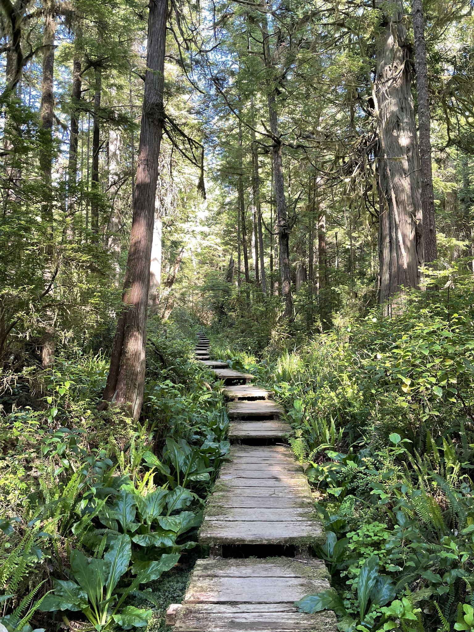 Sunlit wooden boardwalk winding through a vibrant green, dense forest. - Cape Alva Trail – Cape Alava loop from Ozette