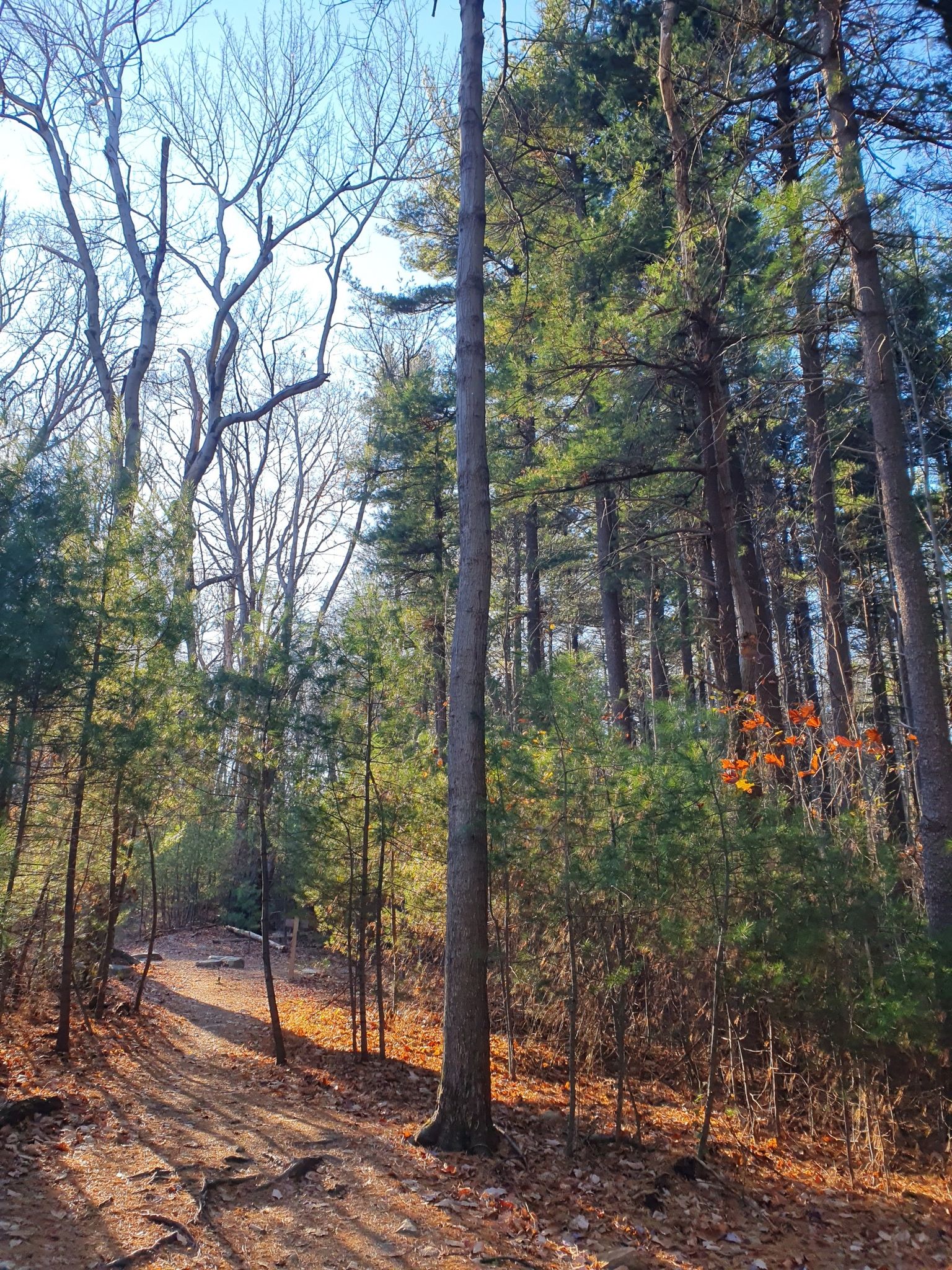 A sun-dappled forest path winds through tall pine and deciduous trees. - Three Saws Trail – Hamburg Road loop from Highland