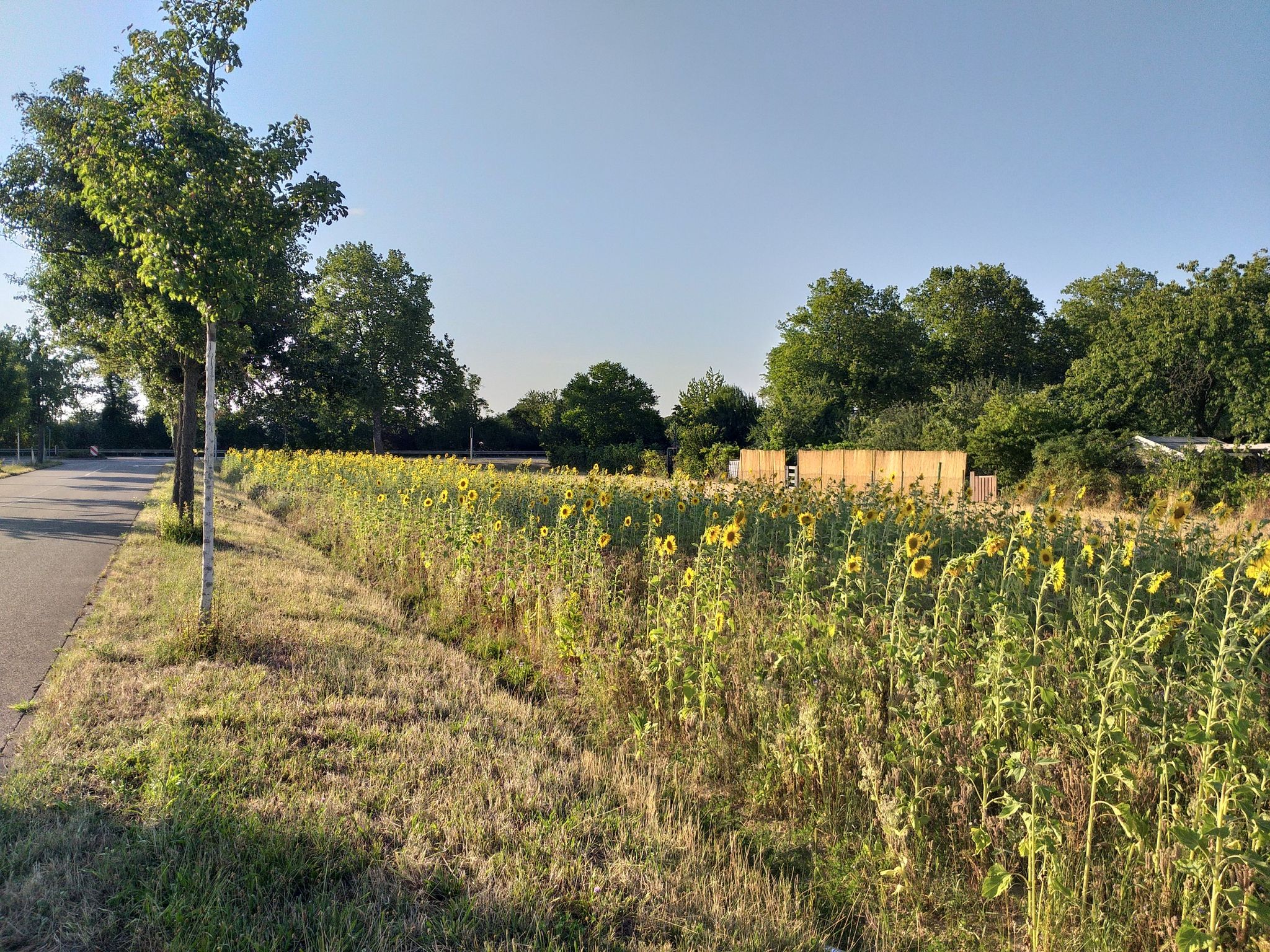 Sonnenblumen