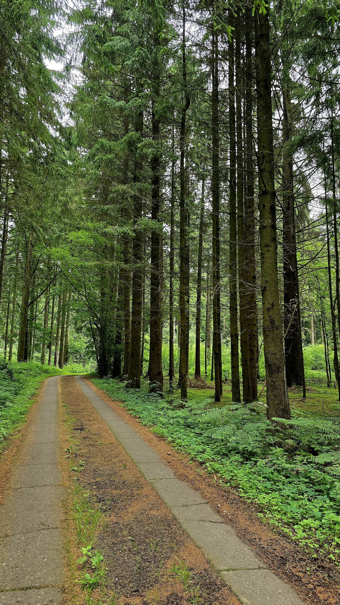 Wolstruper Holzweg