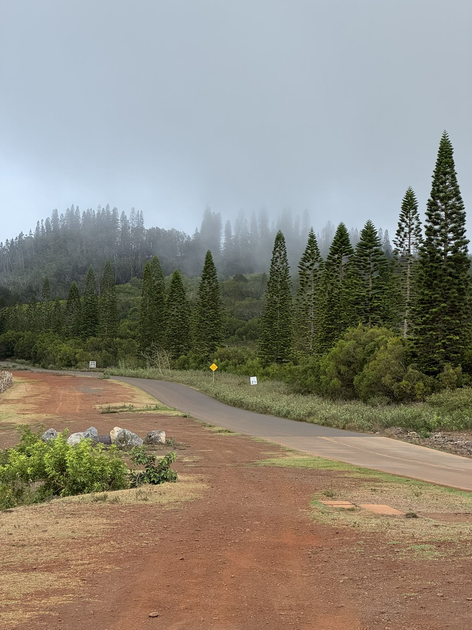 Dirt and paved roads leading into misty, pine-covered hills on an overcast day. - Dole Park Loop