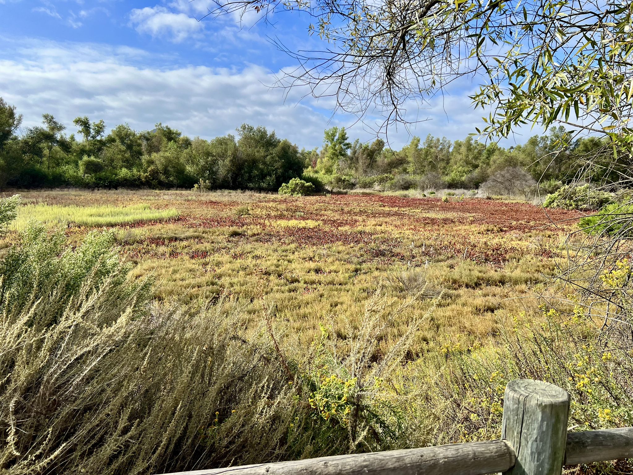 A marshy field with green and red plants, framed by a wooden fence. - Sikes Adobe Historic Farmstead – View of I-15 loop from Westfield North County