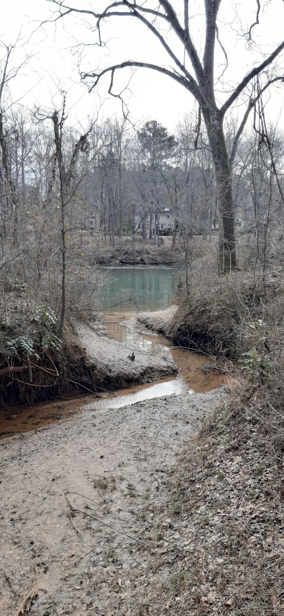 A muddy path leads to a small stream flowing into a green pond. - Jones Bridge Trail Loop