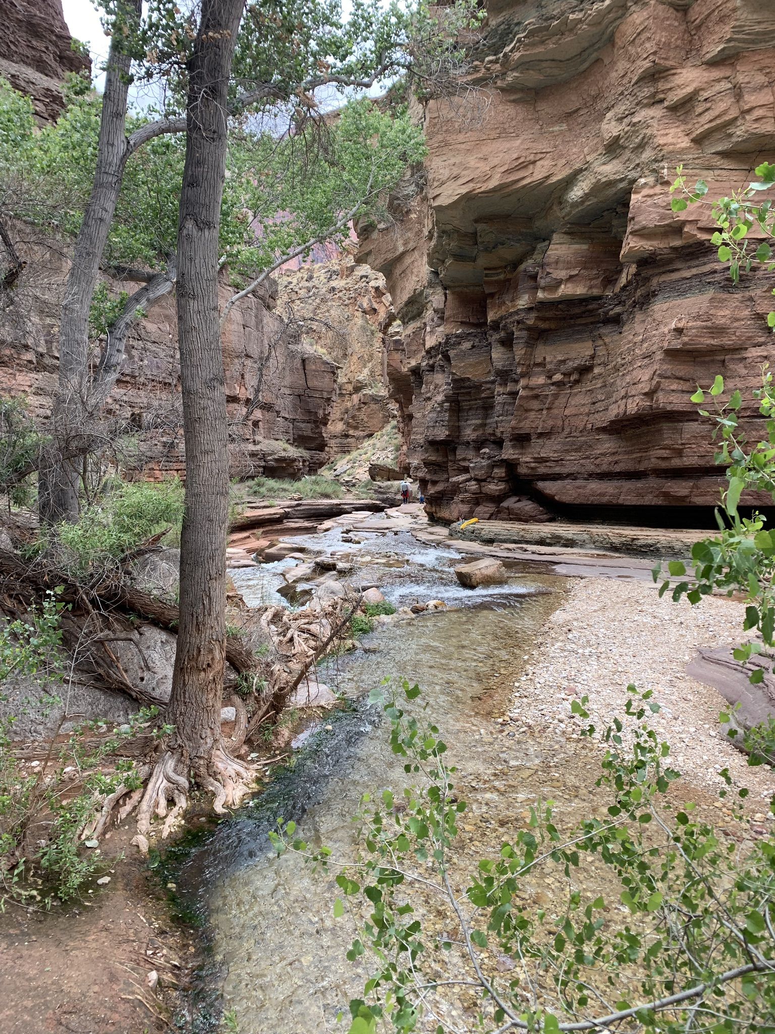Stream flowing through a rocky canyon with trees and exposed roots. - Deer Creek Trail
