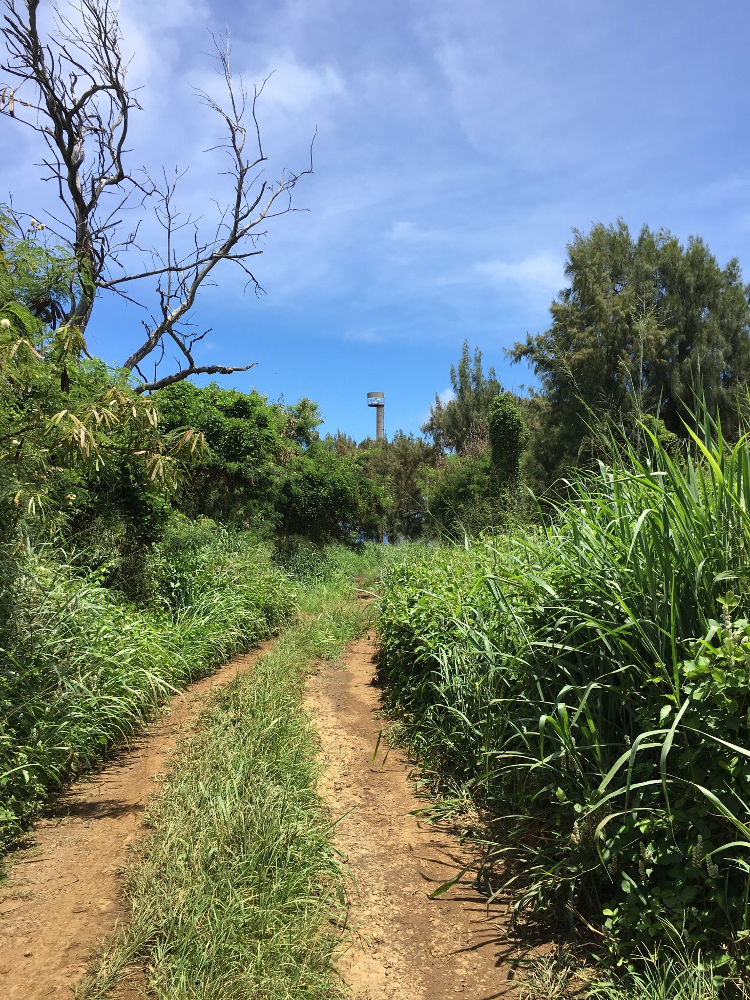 A dirt path winds through lush green vegetation under a bright sky. - Kauhola Point via Old Kohala Mill Road Loop