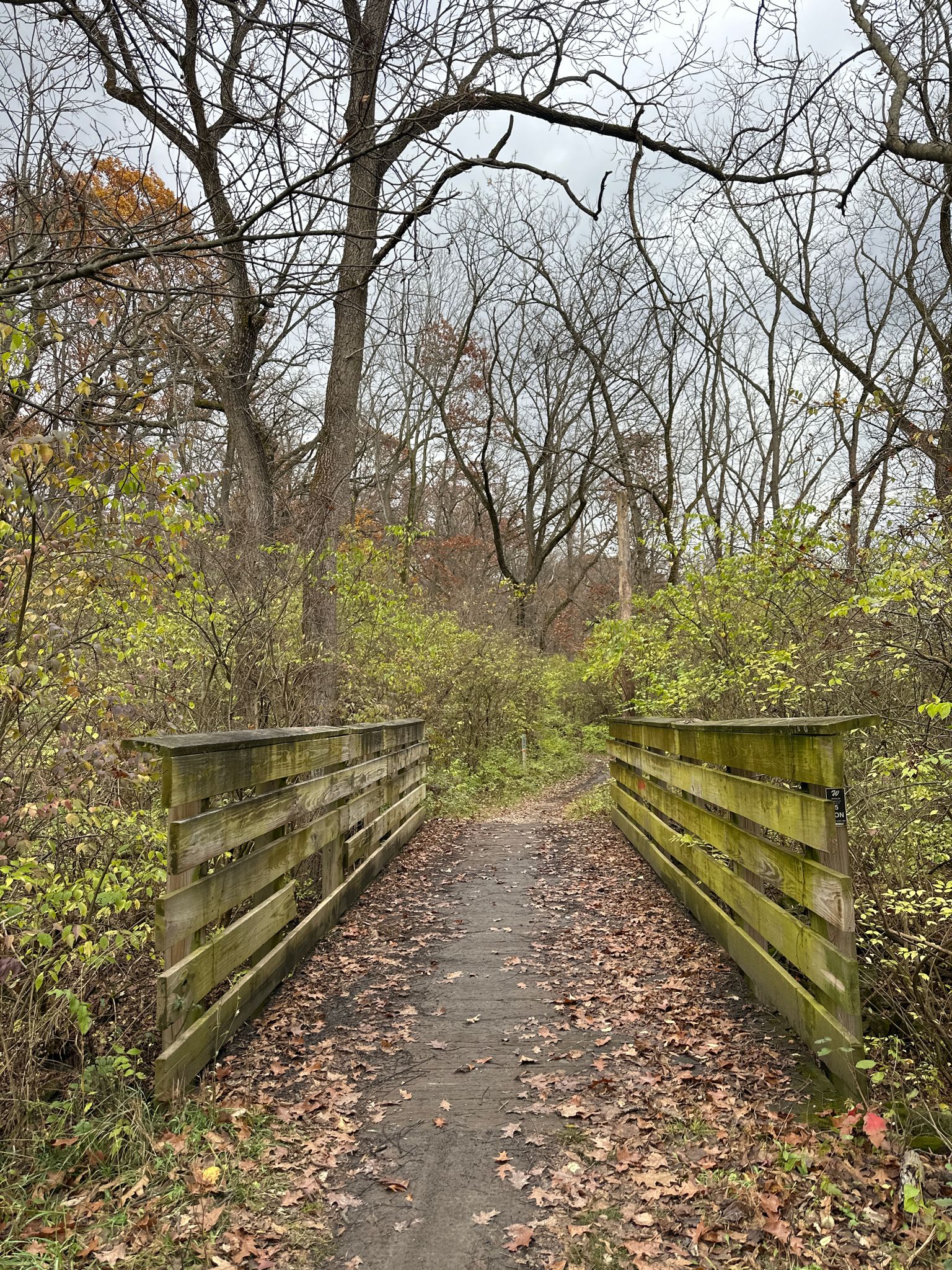 Wooden bridge over a leaf-covered dirt path in a bare autumn forest. - Palos Orange, Red and Brown Loop