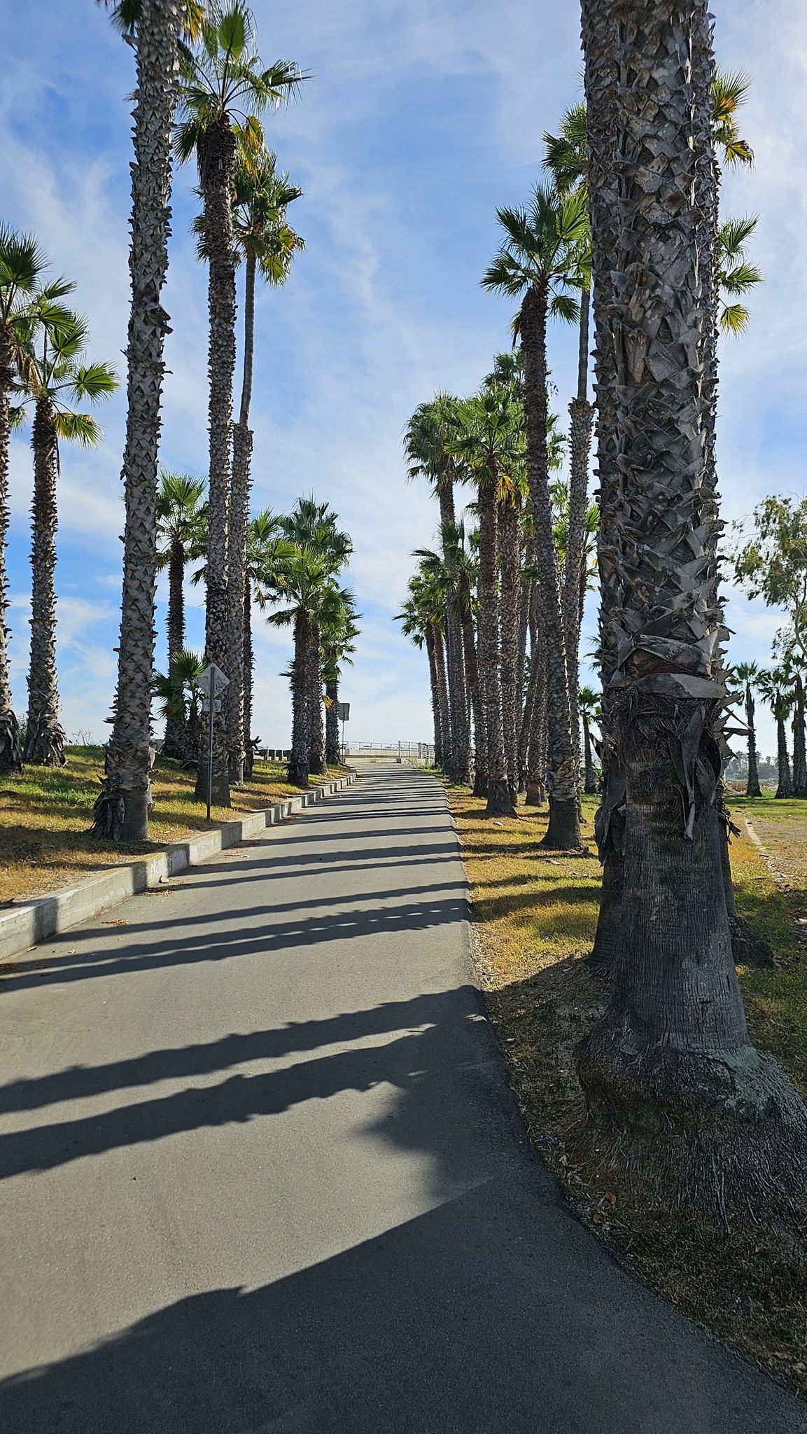 A paved path lined with tall palm trees under a bright, sunny sky. - Mission Bay Park – View of La Jolla Hermosa Park loop from La Jolla High School