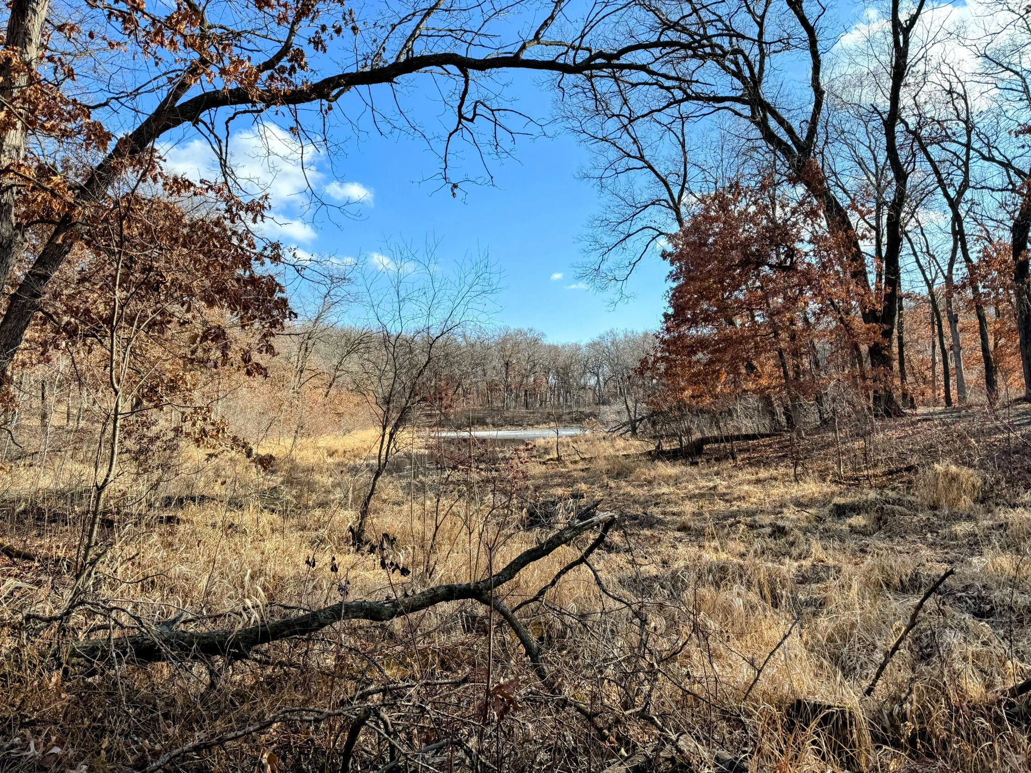 Field of dry grass and bare trees, with a lake visible under blue sky. - Voyageur Trek Loop