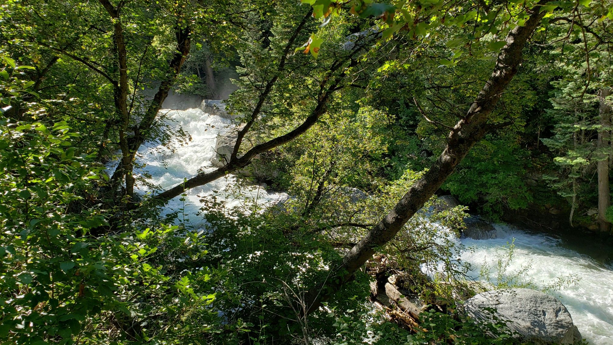 Rushing river through a dense green forest on a bright, sunny day. - Little Cottonwood Creek Trail
