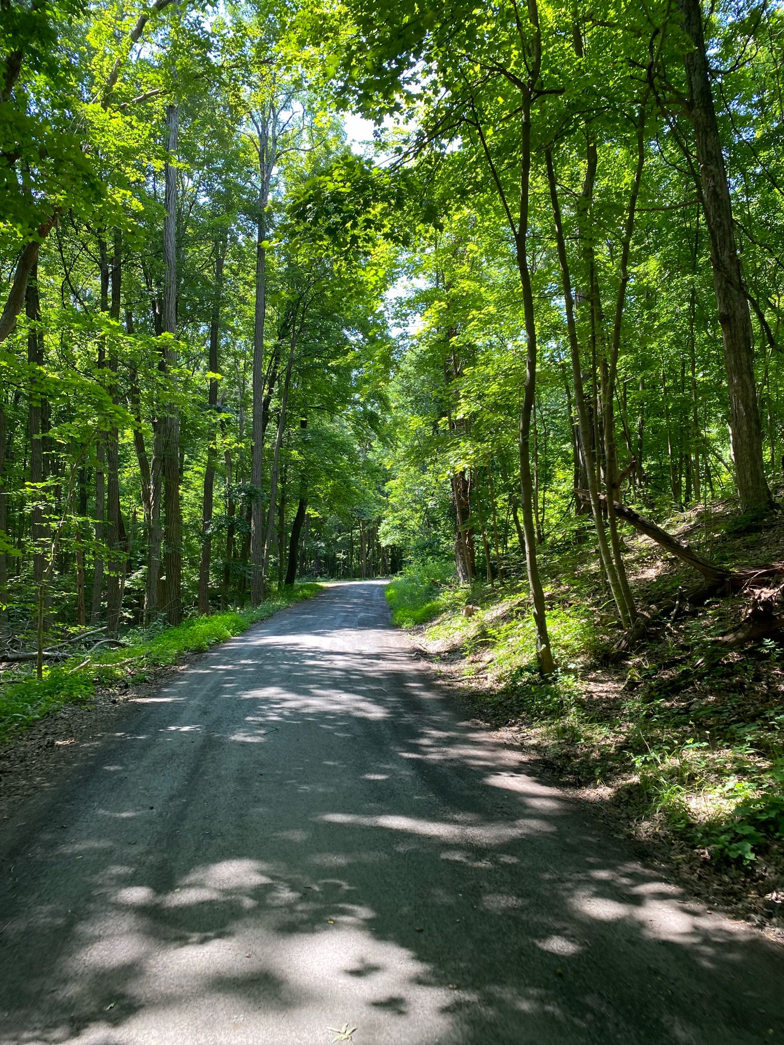 Shaded dirt road winding through a dense, sunlit green forest. - Quiet backroads and almost no traffic – River Road - Fantastic Ride loop from Tivoli