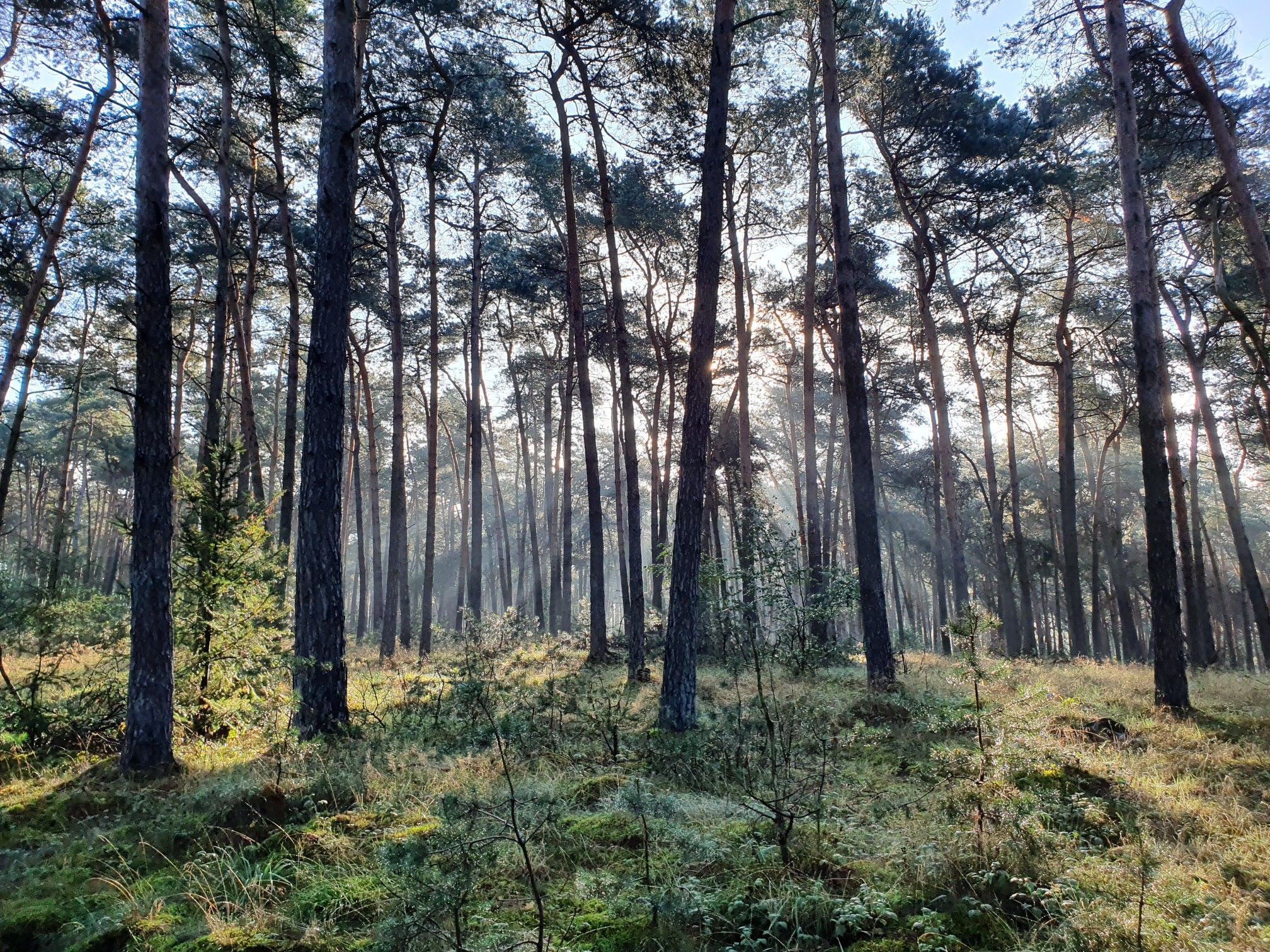 Kiefernwald bei Fürstenau.