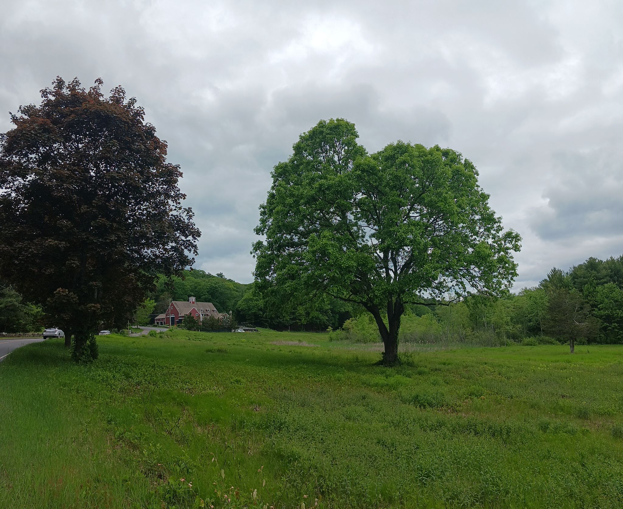 Two large trees in a green field under an overcast sky, house in background. - Beaconsfield to Coburn Meadow loop