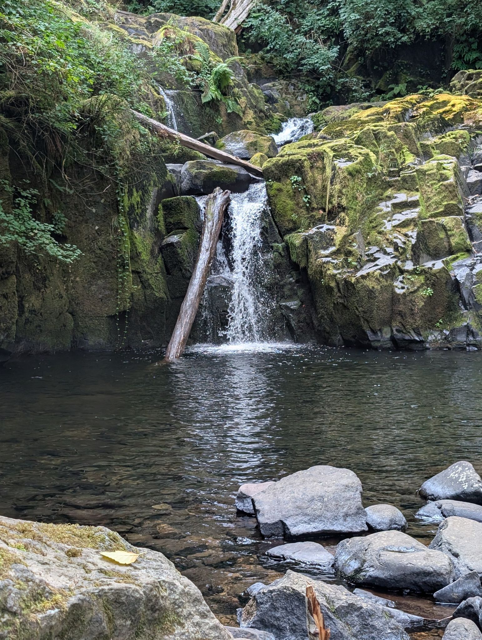 Small waterfall cascades into a clear pool surrounded by mossy rocks and forest. - Sweet Creek Falls Trail