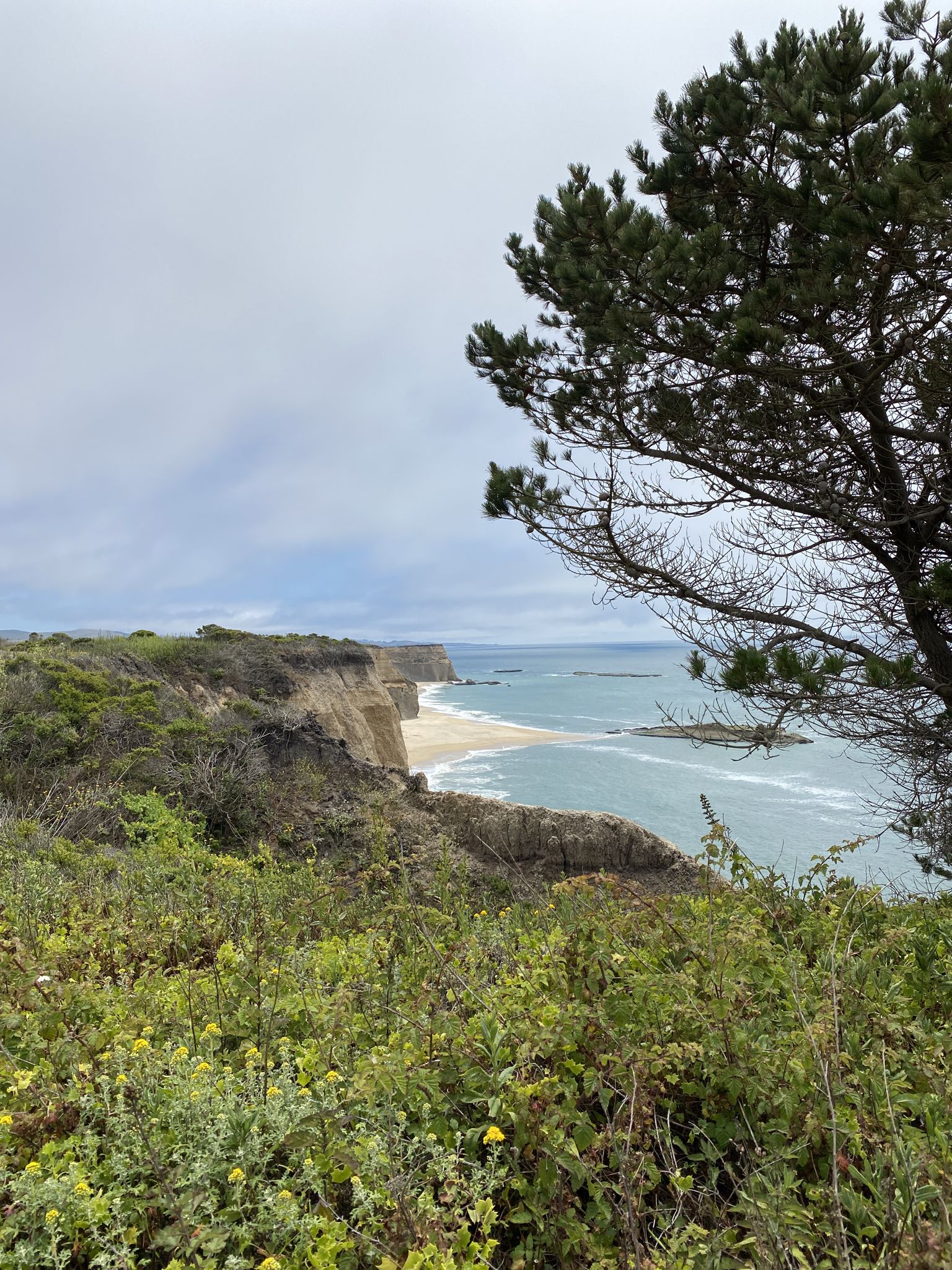 Coastal view with a large tree, cliffs, beach, and ocean under cloudy sky. - Whale Bone Beach loop from Seal Rock