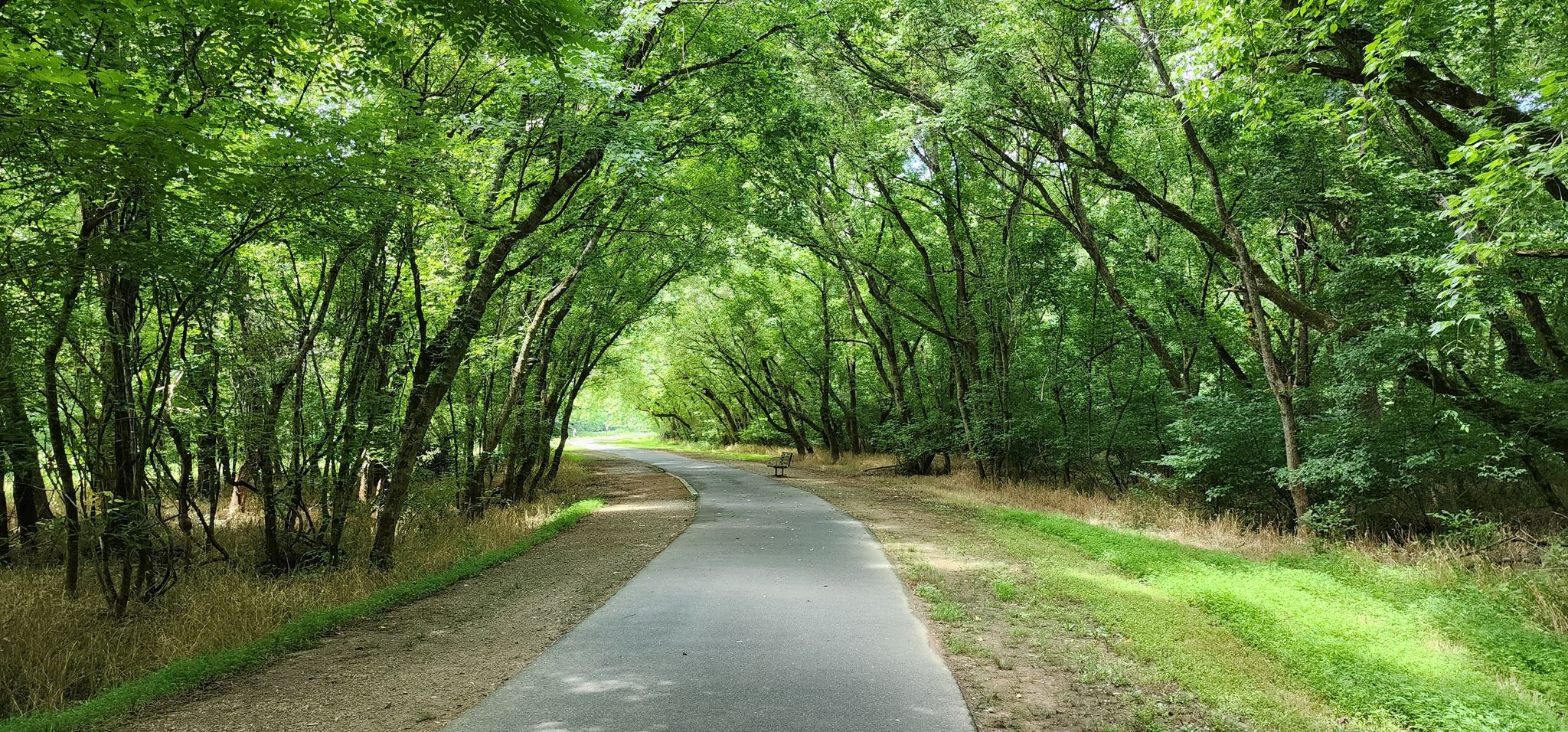 A paved path winds through a lush green tunnel of sunlit trees. - Tree tunnel – McAlpine Creek Park loop from Charlotte Fire Department Station 29