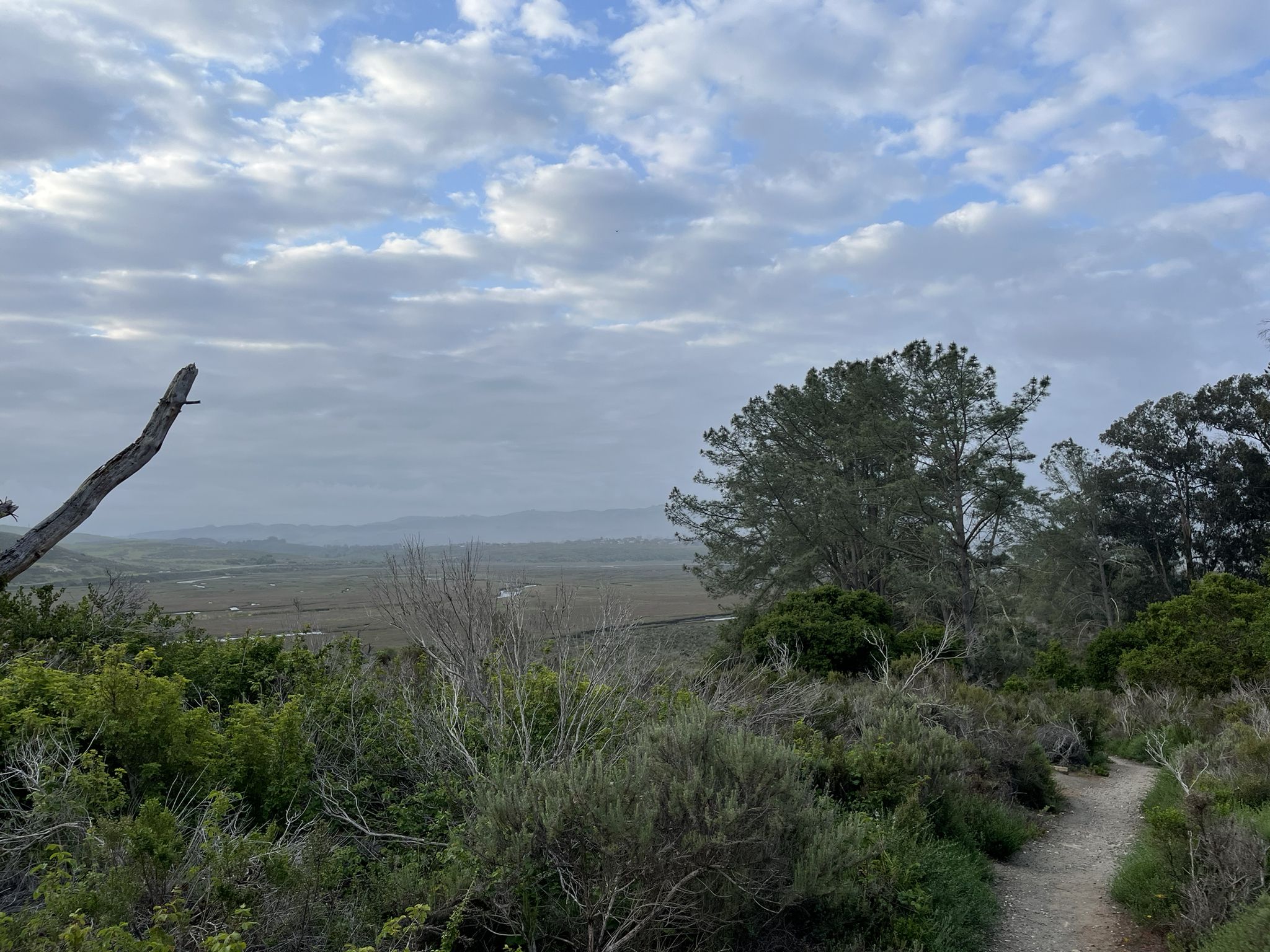 Dirt path through coastal vegetation, overlooking a distant valley under cloudy skies. - Black Hill loop from Morro Bay State Park