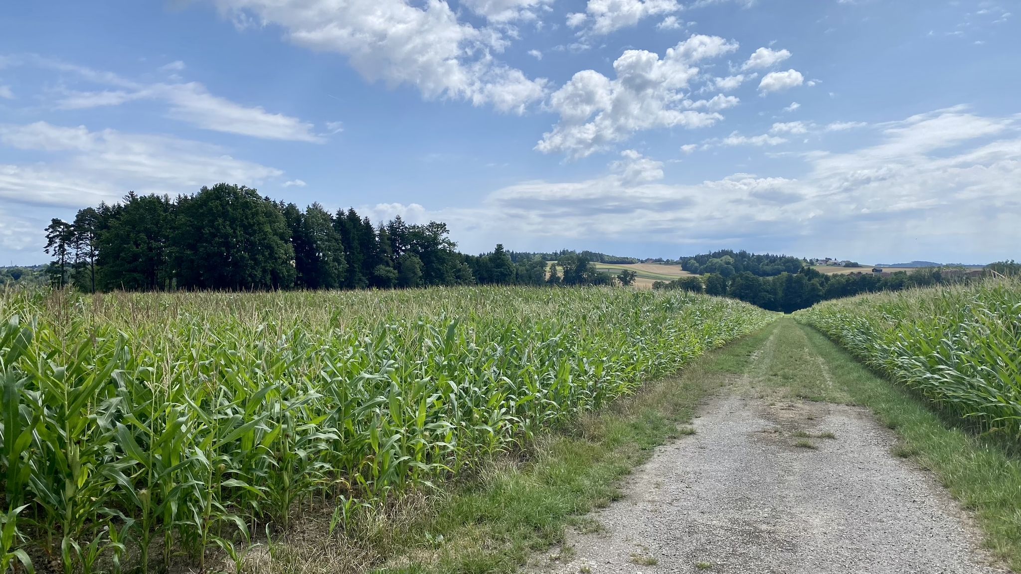 langer Feldweg - aktuell zwischen Maisfeldern