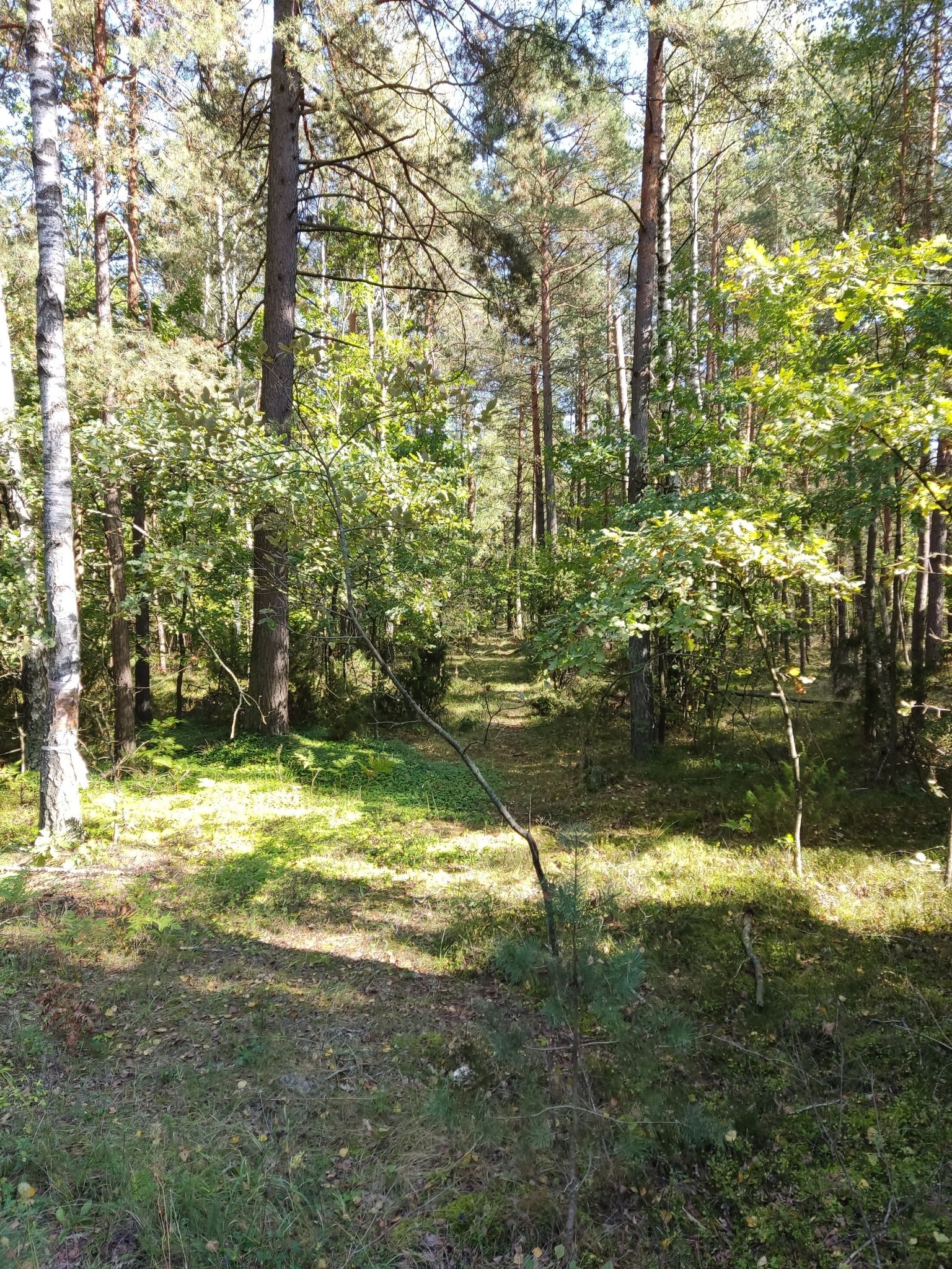 leśna ścieżka