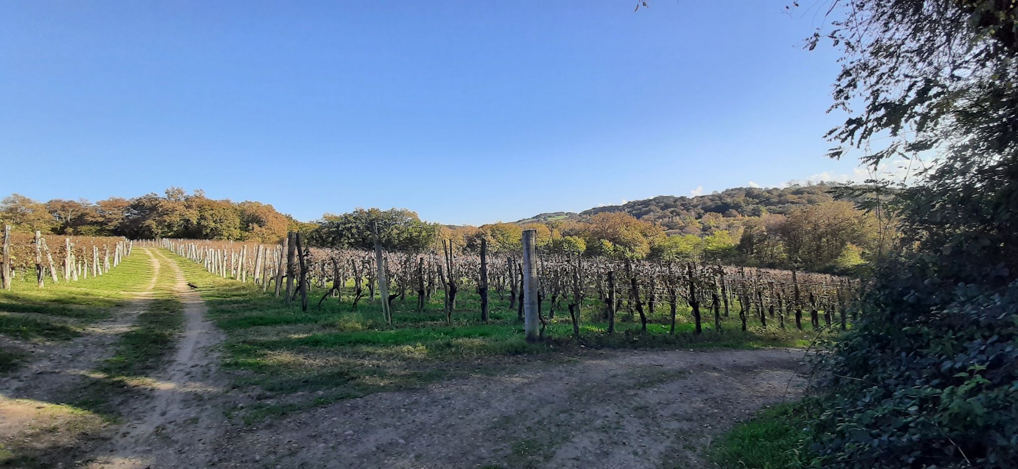Des vignes de Jurançon dans Le bois d'Abos