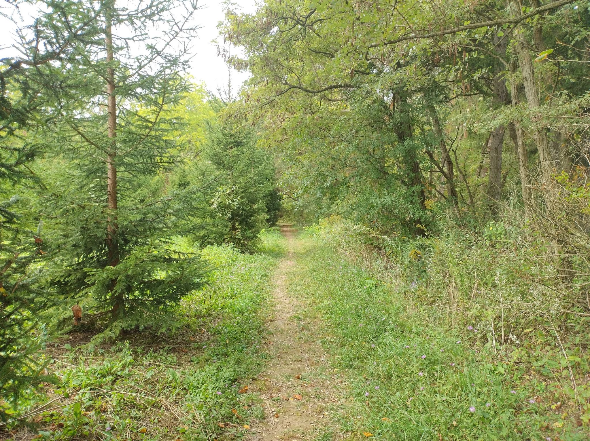 A narrow dirt path winds through a dense green forest on an overcast day. - Burmaster Park loop