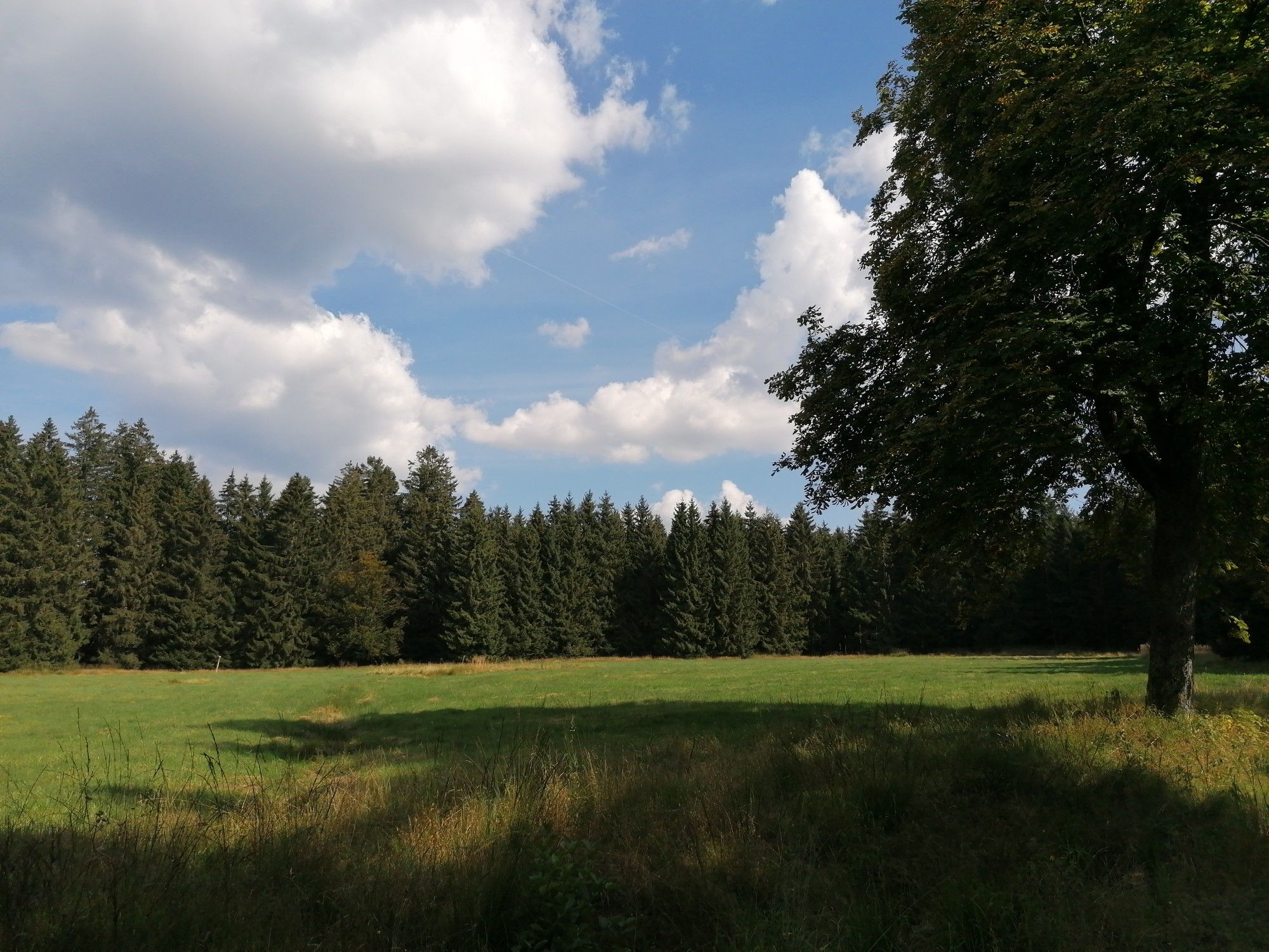 Kastanienbaum 