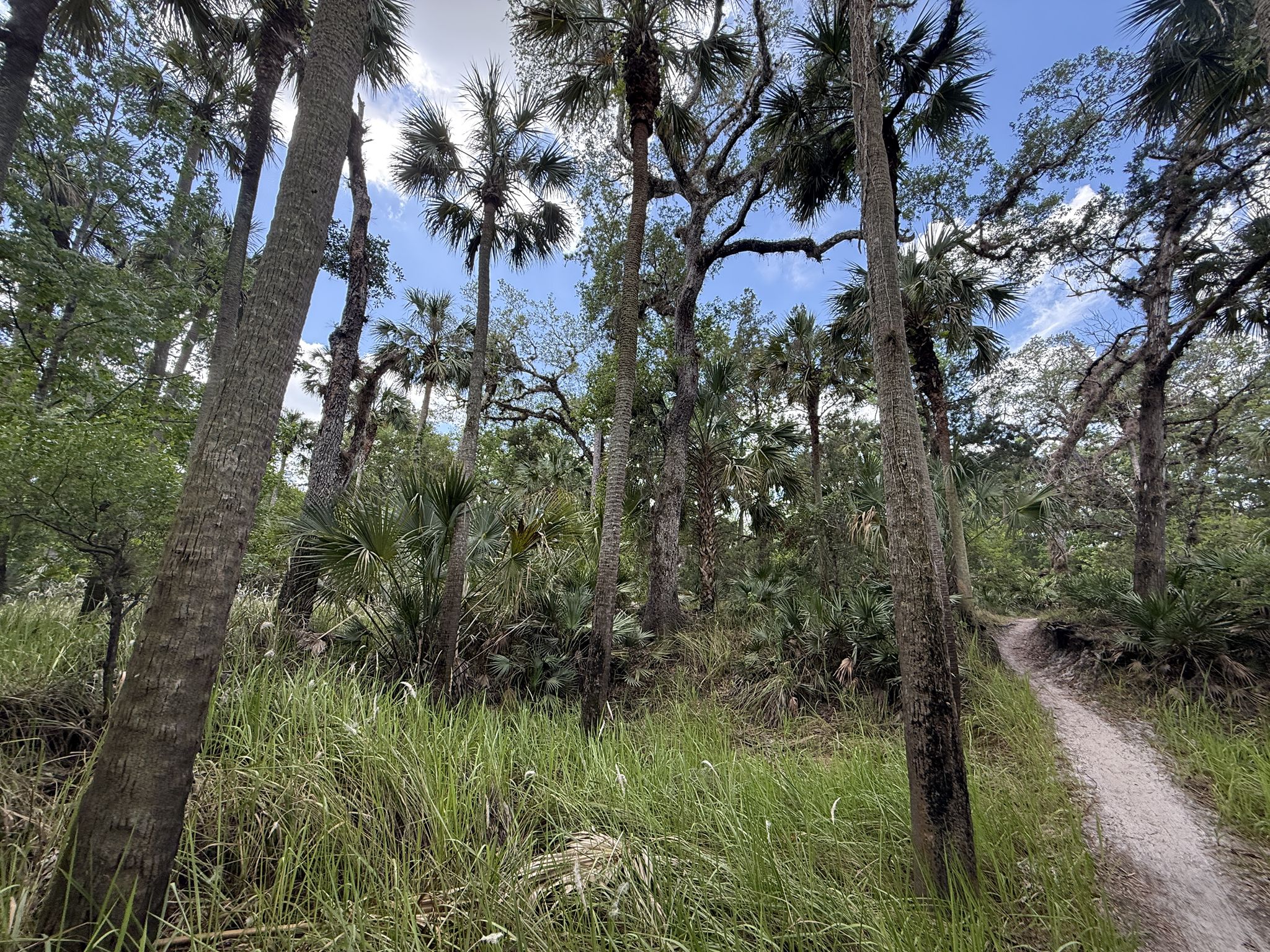 A sunlit dirt path winds through a dense forest of palm trees and tall grass. - Little Big Econ State Forest loop