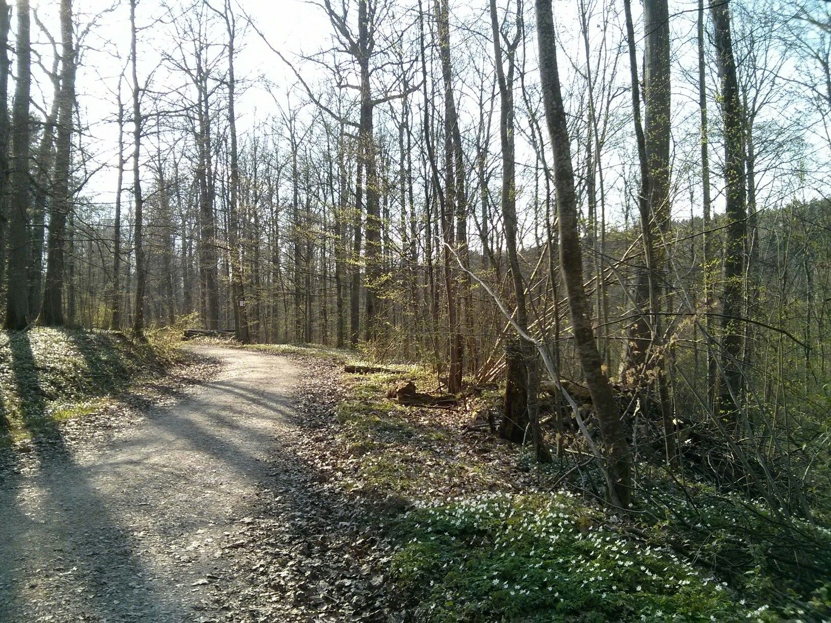 Frühlings-Wald