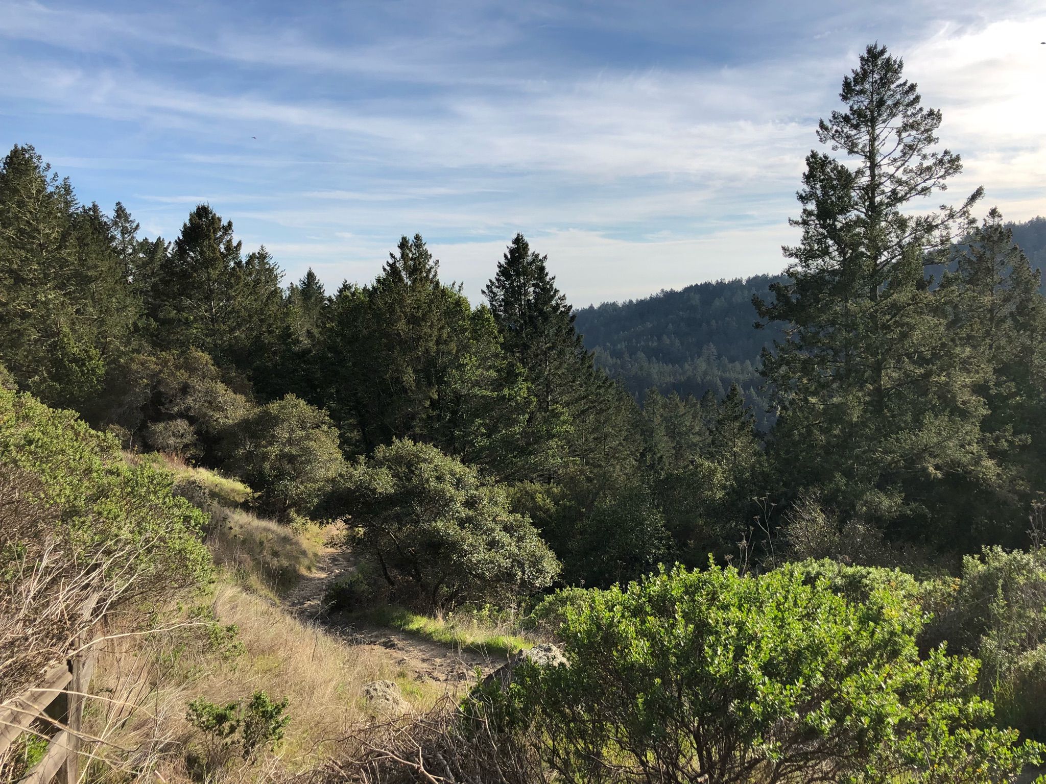 Sunny hillside with pine trees and green bushes under a partly cloudy blue sky. - Sun, Redwood, Lost, Bootjack and Dipsea Loop