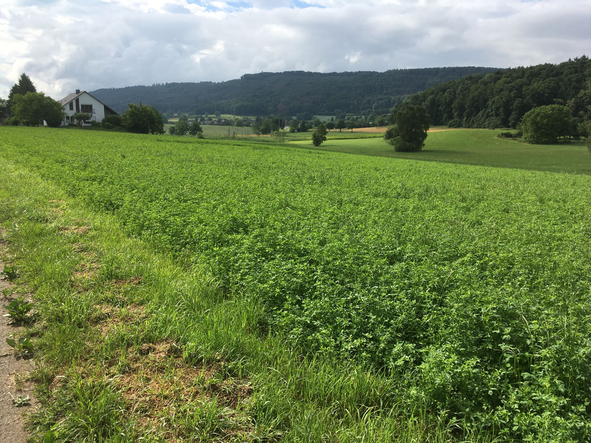 Blick nach Buch Schweiz 🇨🇭 