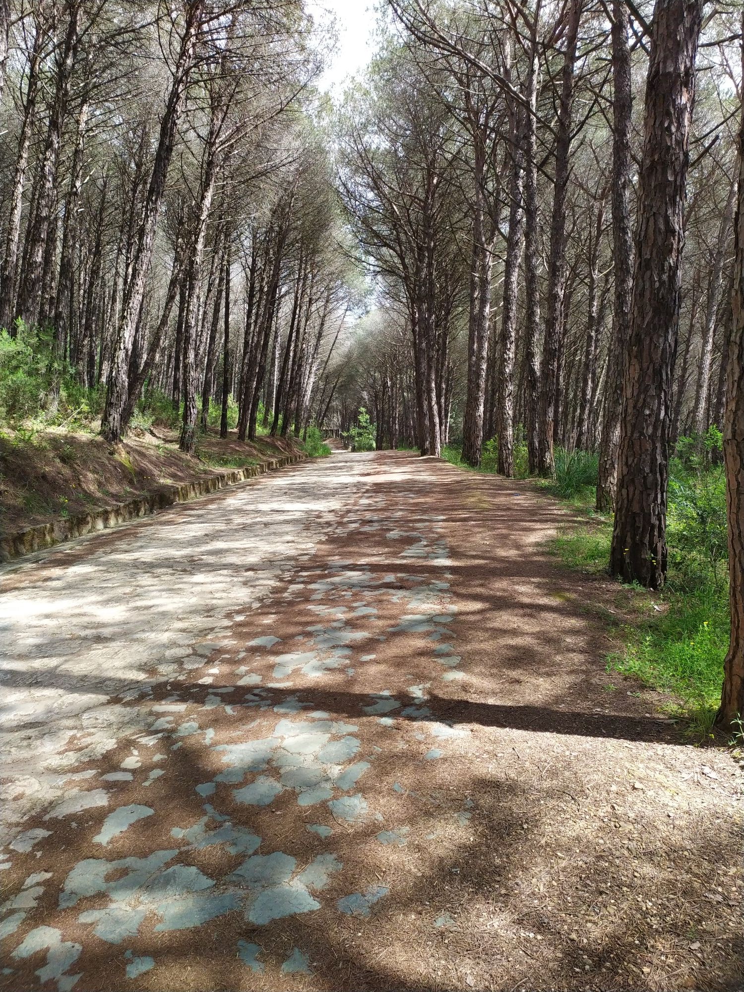 pineta