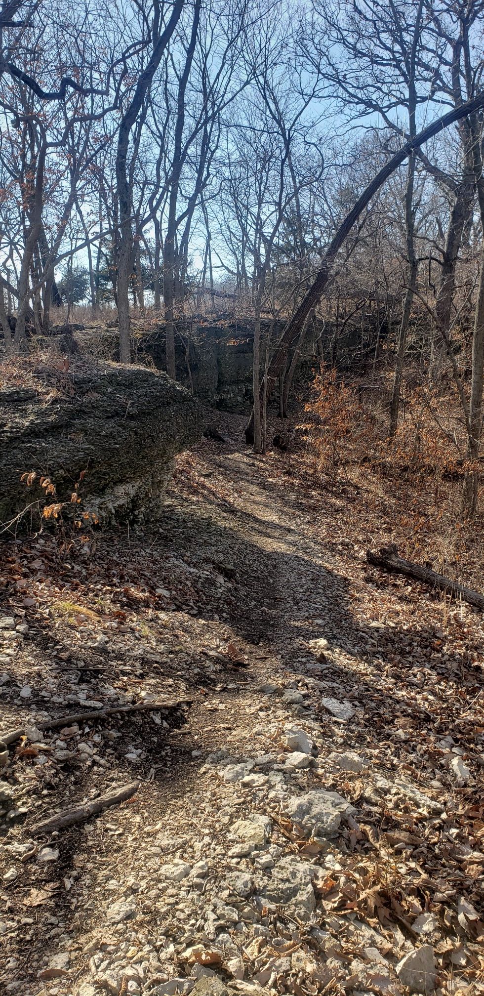 Rocky path winding through a forest with bare trees and sunlit ground. - Augie Trail: Phase III