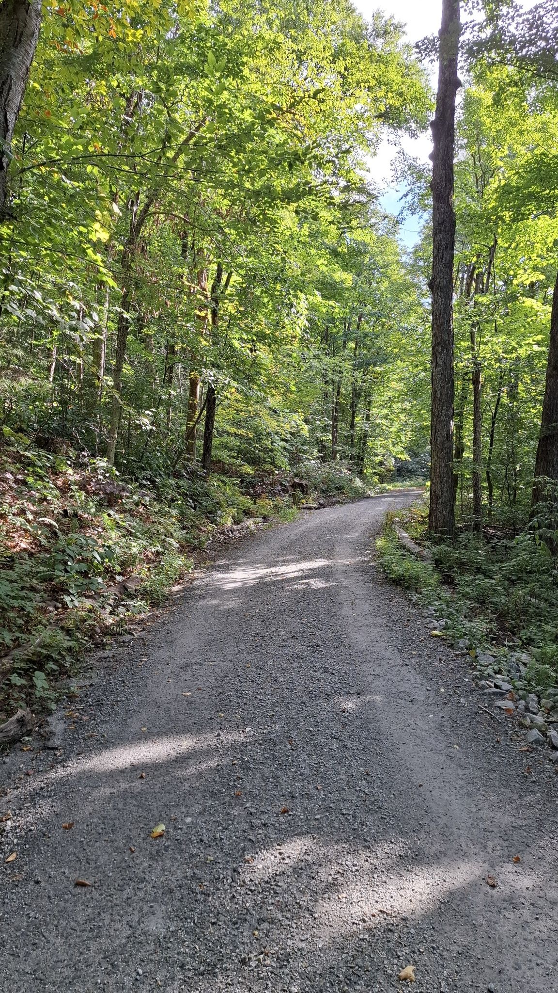 Sunny gravel road winding through a dense green forest. - Stony Ledge Trail – Mount Greylock State Park