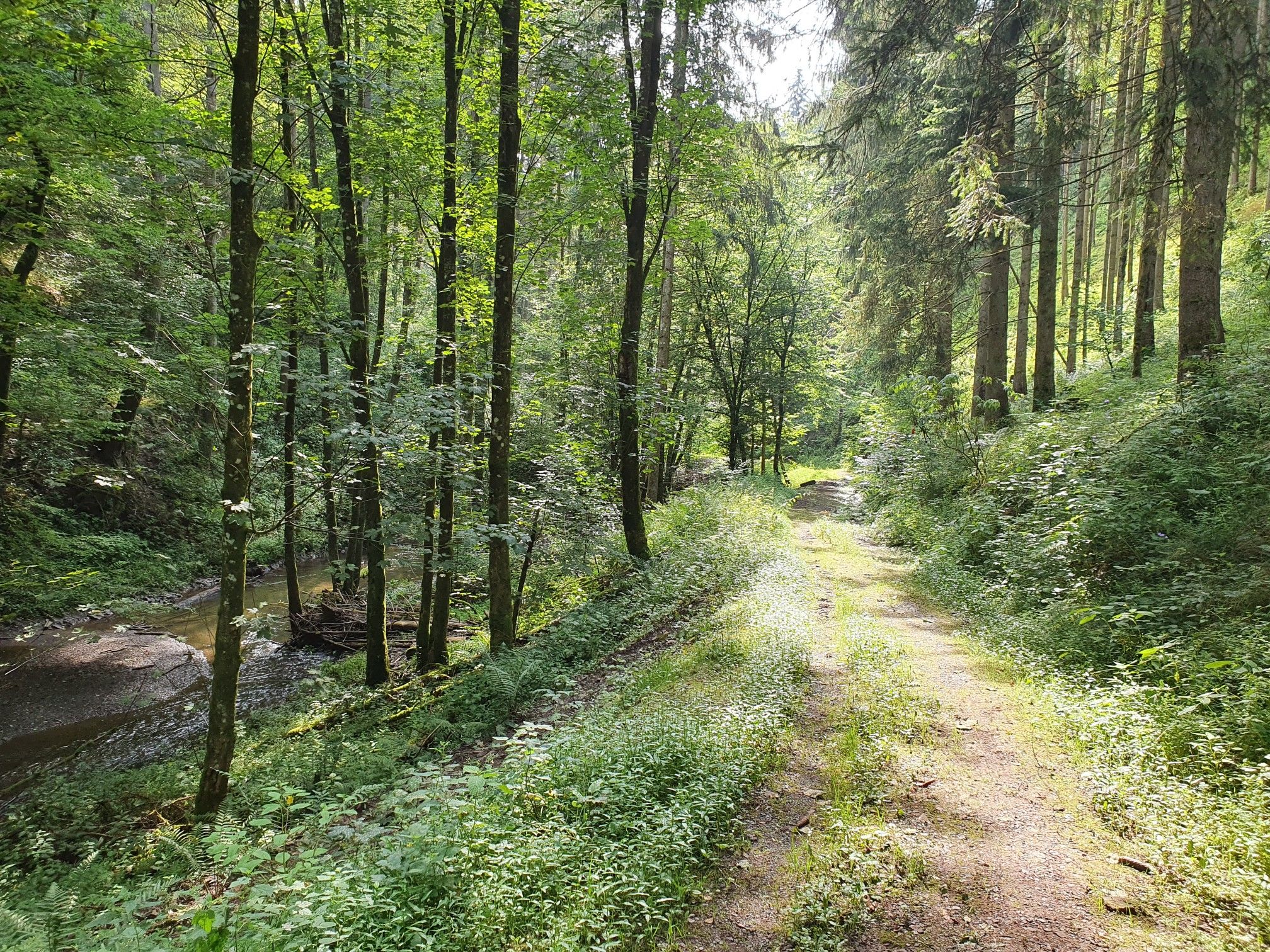 An der Sammet