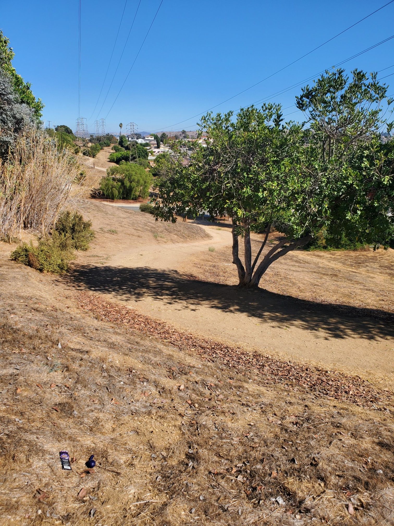 Sunny, dry hillside with a winding dirt path and a green tree. - Edison Trail