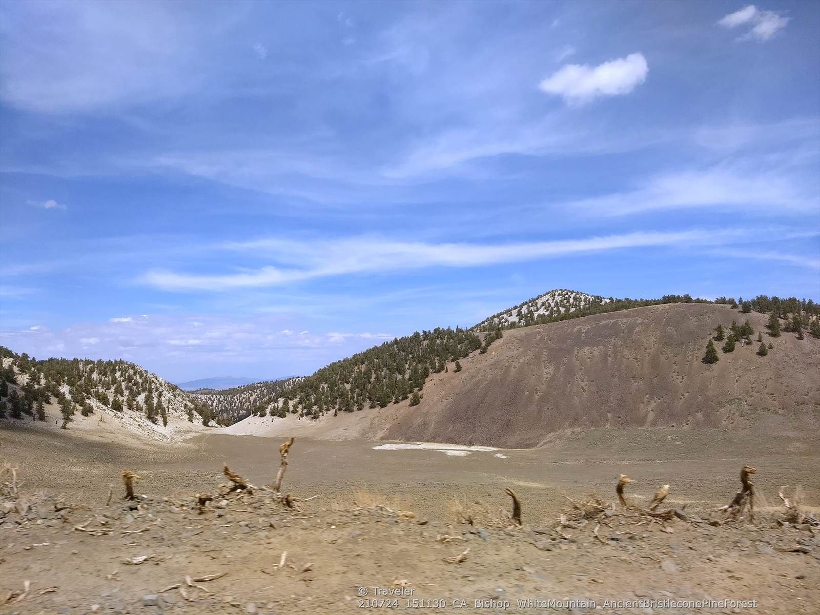 Wide, dry valley with distant mountains and scattered trees under a blue sky. - White Mountain Road