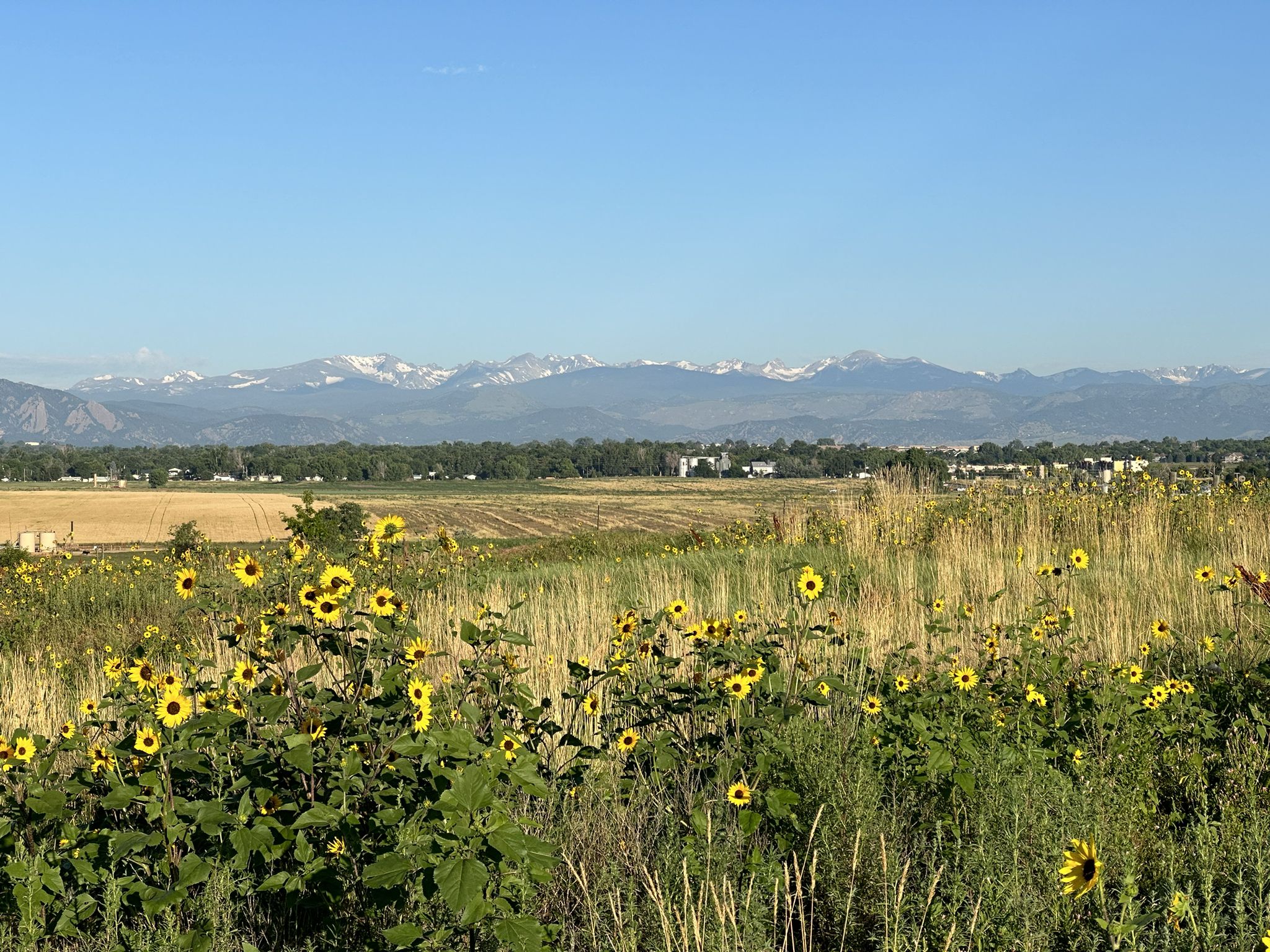 Vibrant sunflowers in a field with distant snowy mountains under a clear blue sky. - Sterns Lake – View of Longs Peak loop from Wetland Preserve