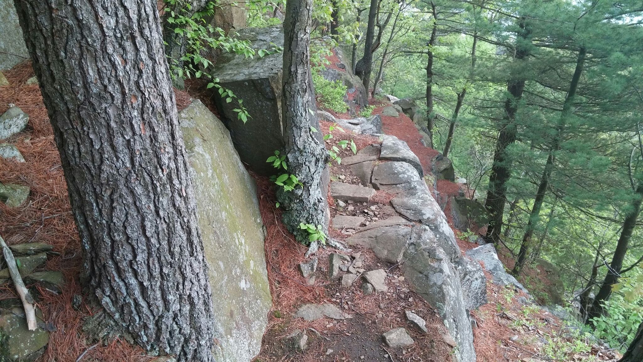 Steep, rocky hiking trail winding through pine trees and exposed roots. - Regicides Trail