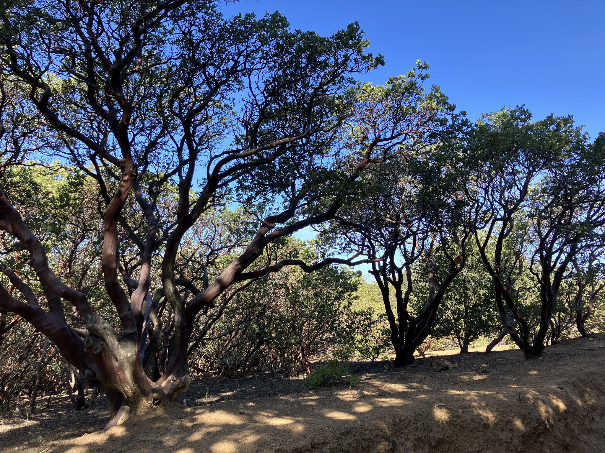 Trees with reddish bark and green leaves in dappled sunlight. - Volcan Mountain Trail