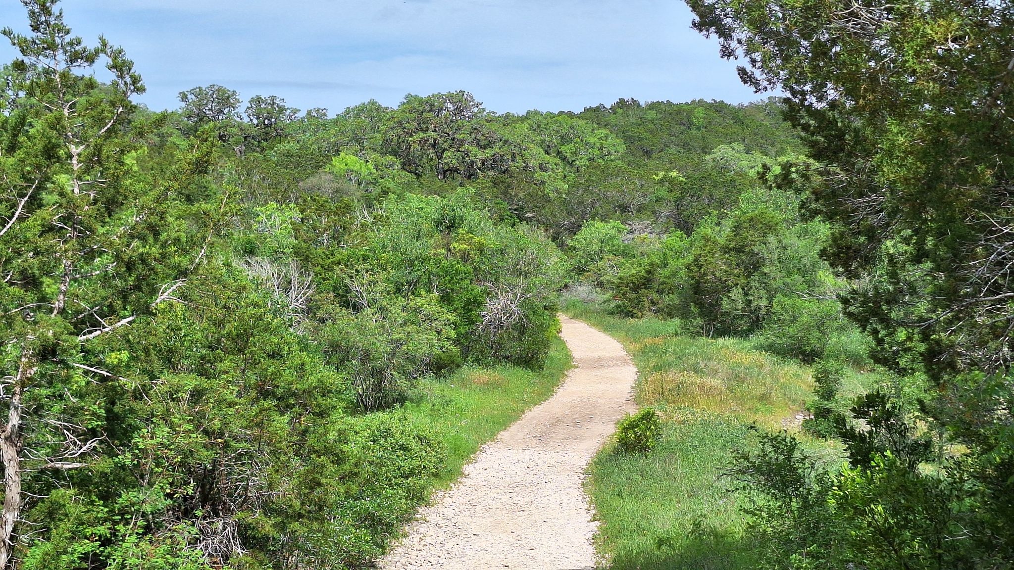 Winding dirt path through lush green trees and brush on a bright day. - Outer loop of Government Canyon State Natural Area