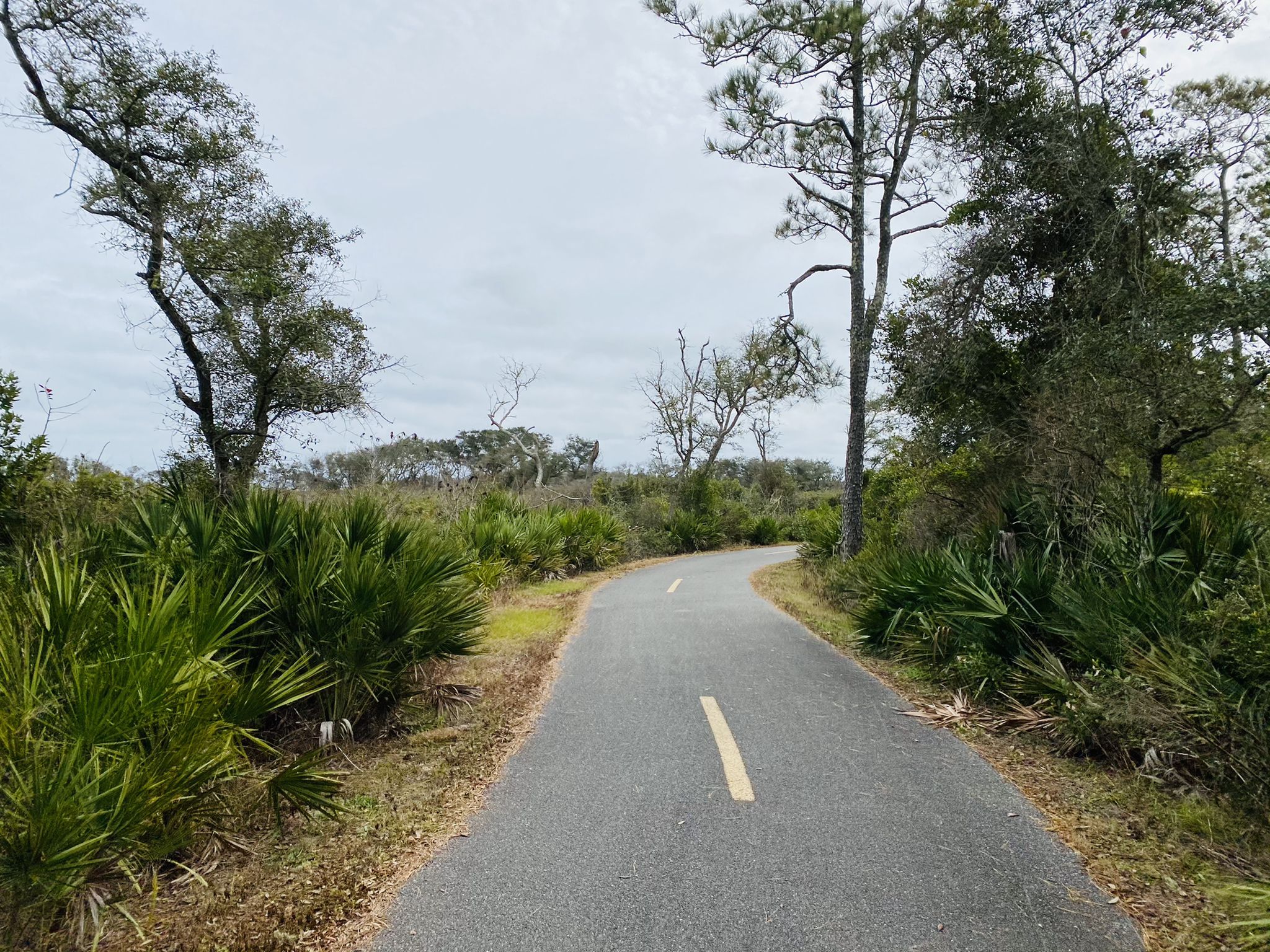 Paved path winding through dense green foliage under a cloudy sky. - Big Talbot Island Timucuan Trail