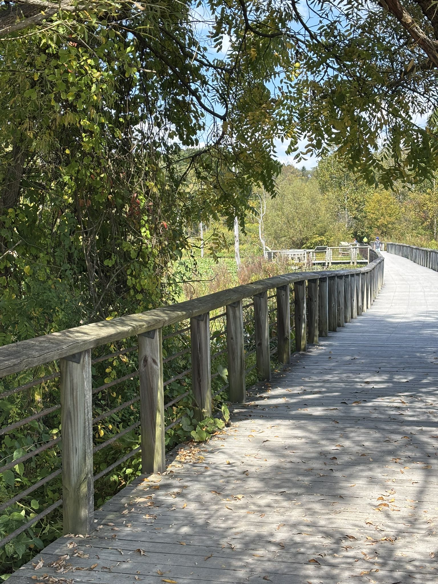 Wooden boardwalk curving right, surrounded by lush green trees on a sunny day. - Nice covered bridge – Beaver Marsh loop from Akron