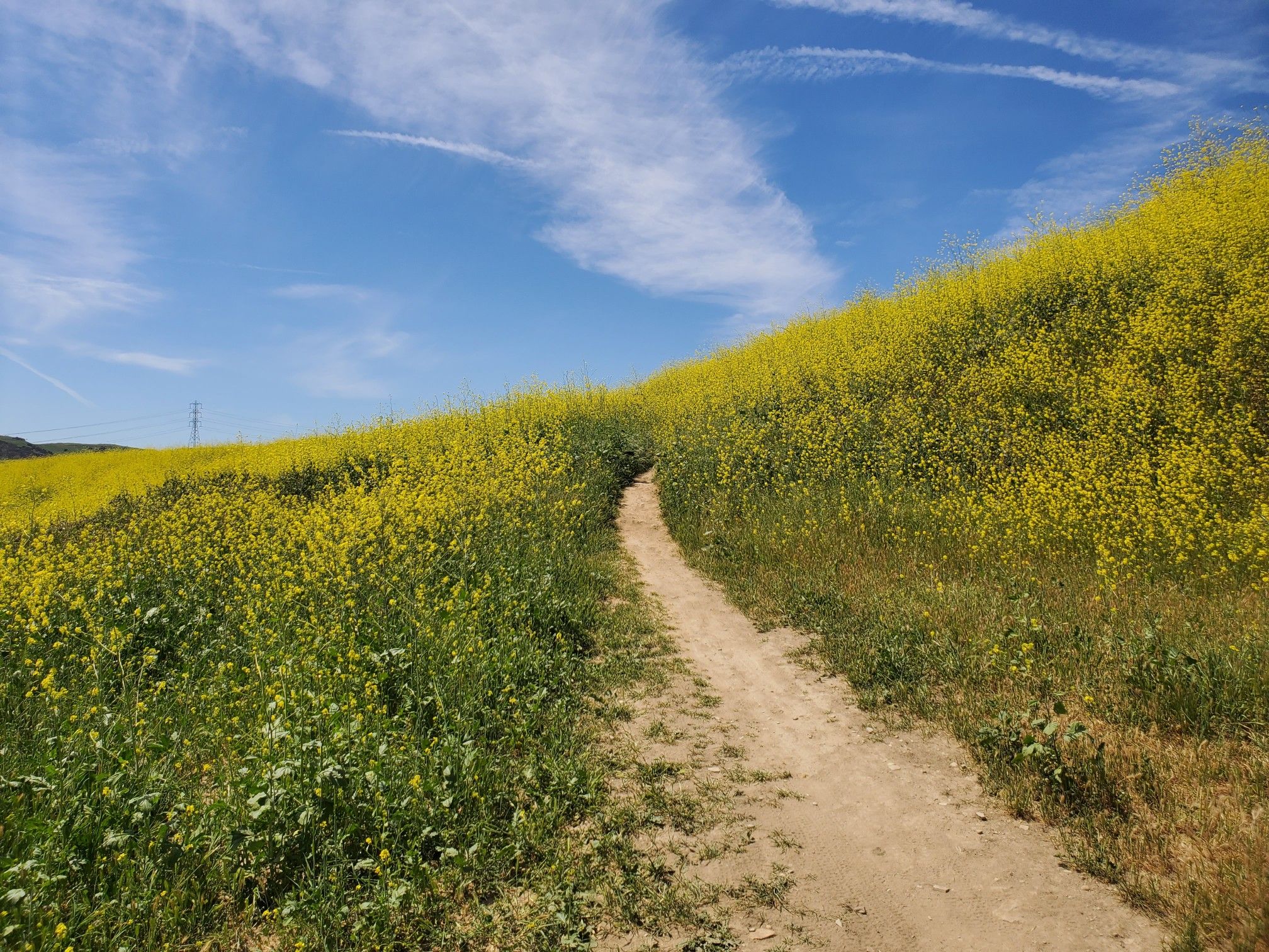 Narrow dirt path winding through vibrant yellow wildflowers on a sunny day. - Lower Aliso Canyon Trail – Four Corners loop from Weir Canyon-La Palma