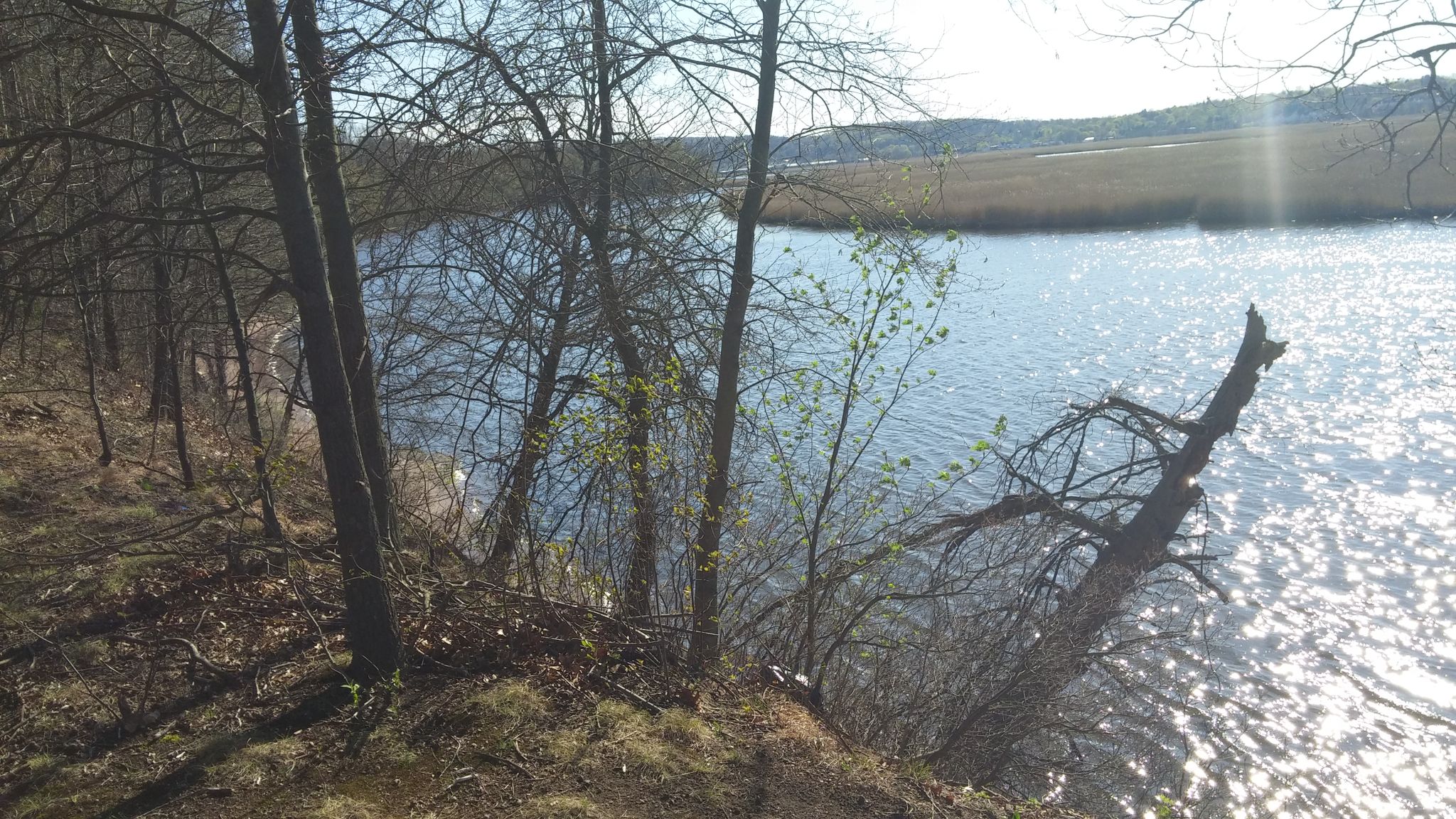 Sunlight glints on a wide river bordered by trees and a fallen log. - Tidal Marsh Trail