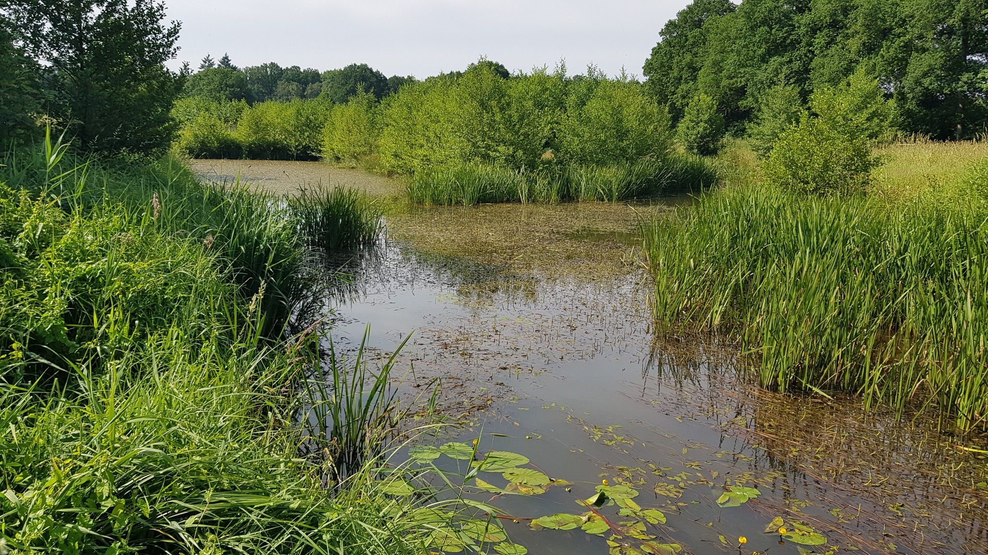 Steinhuder Meerbach bei Nienburg...