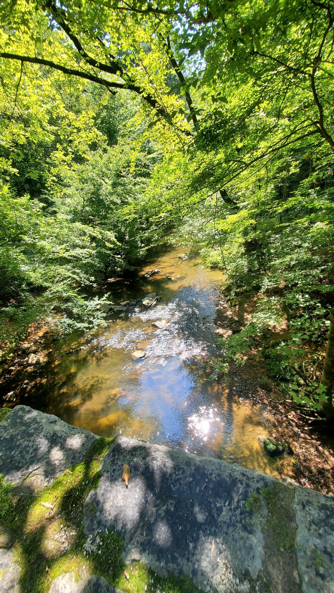 Sunlight dapples a shallow stream flowing through a lush green forest. - Chainsaw log – Sycamore Bridge loop from William B. Umstead State Park