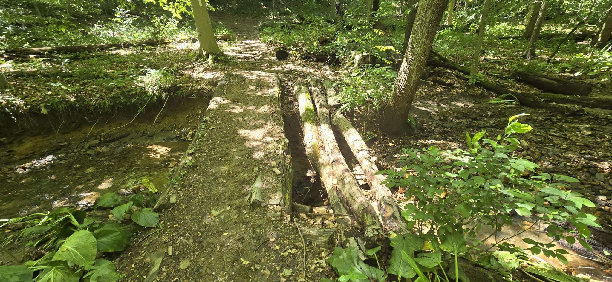 A rustic log bridge crosses a small stream on a sunlit forest path. - Dick Branch waterfall – Little Gunpowder Trail loop from Fallston