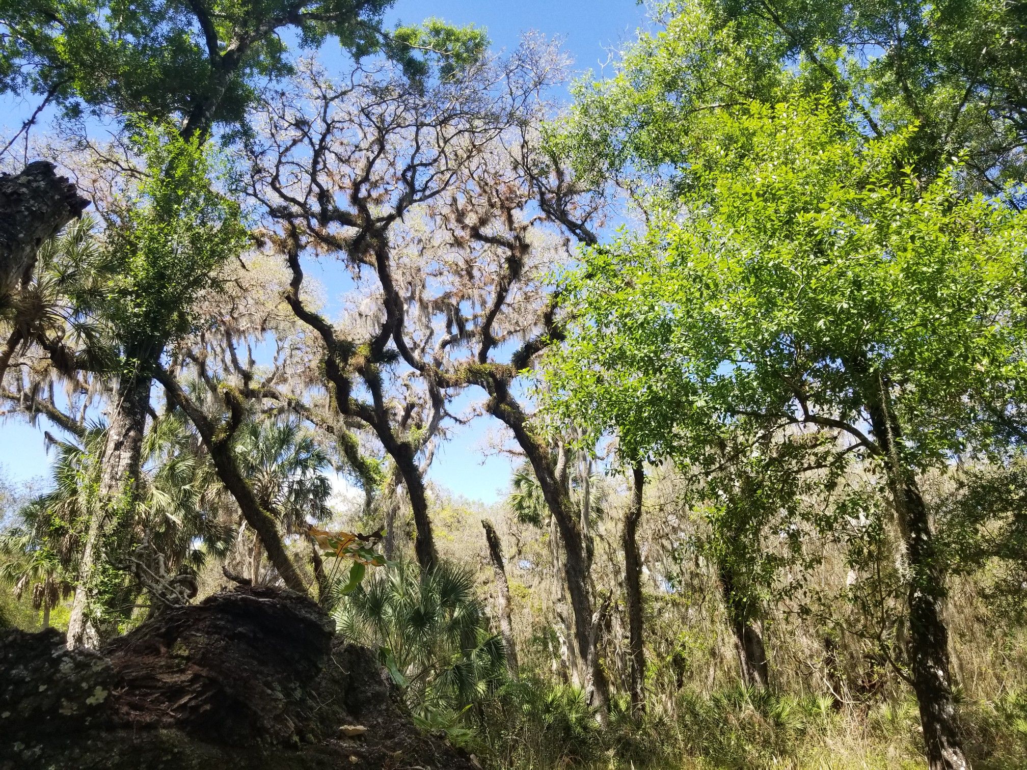 Sunlit forest with a mix of leafy and moss-covered trees under a blue sky. - Mossy Hammock and Bee Island Loop