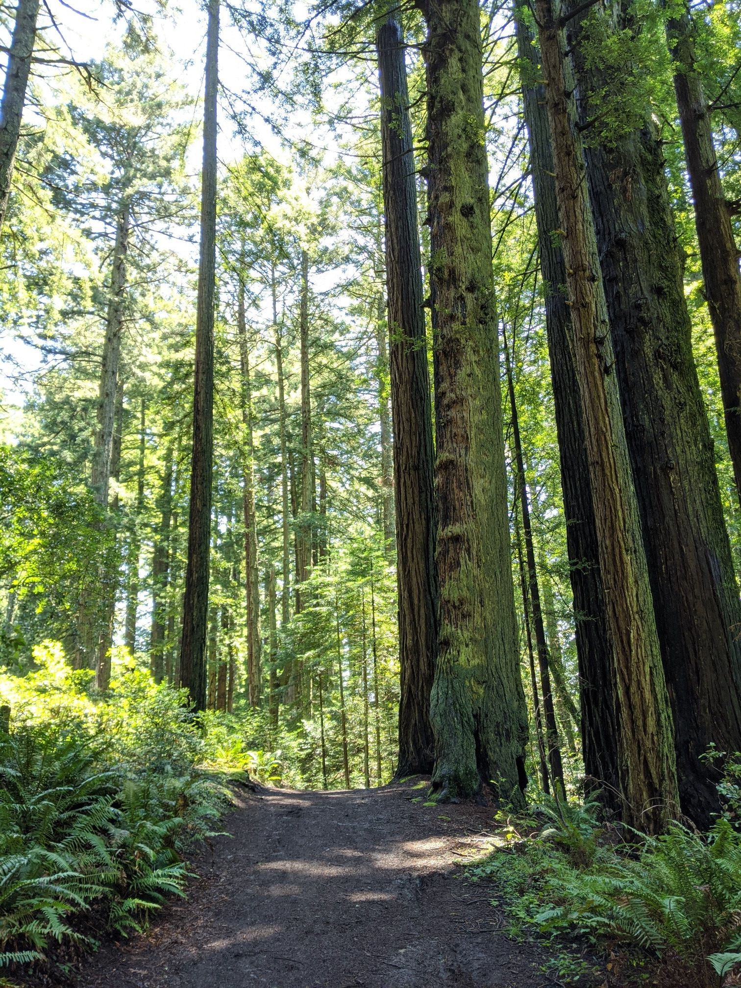 Sunlit forest path winding through towering trees and lush ferns. - Redwood Creek to Muir Woods Loop