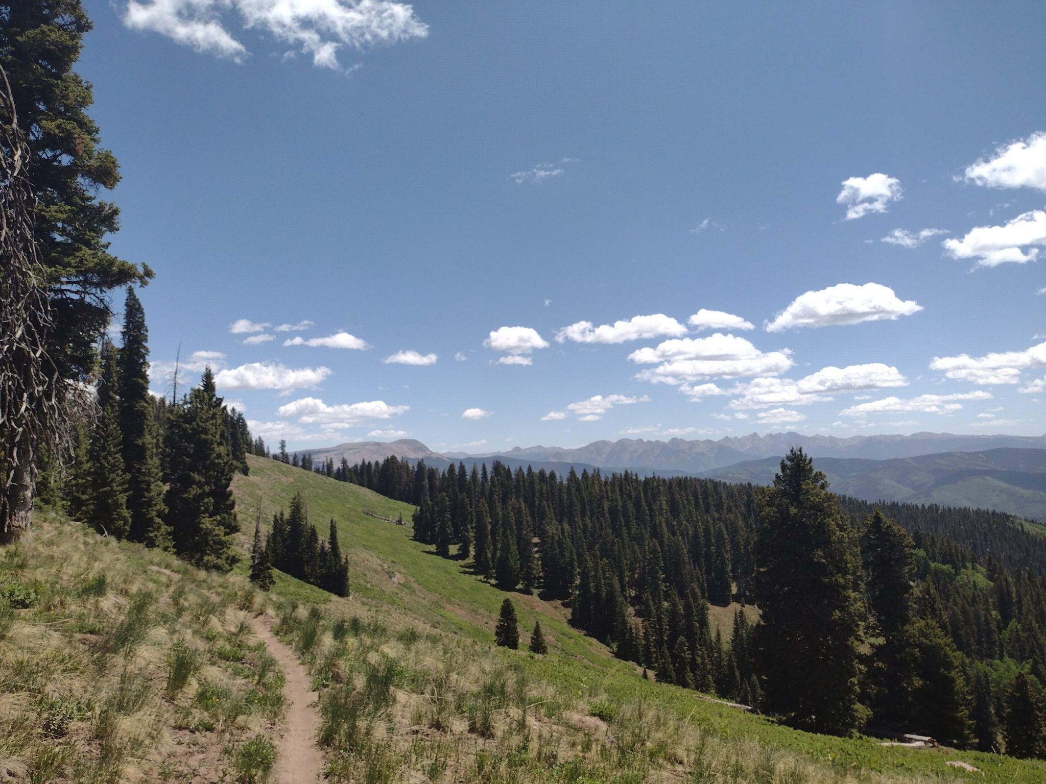 A dirt trail winds through a grassy mountain slope with dense pine forests. - Upper Hermosa Creek Trailhead – Hotel Draw Road loop from Hermosa Creek Trail