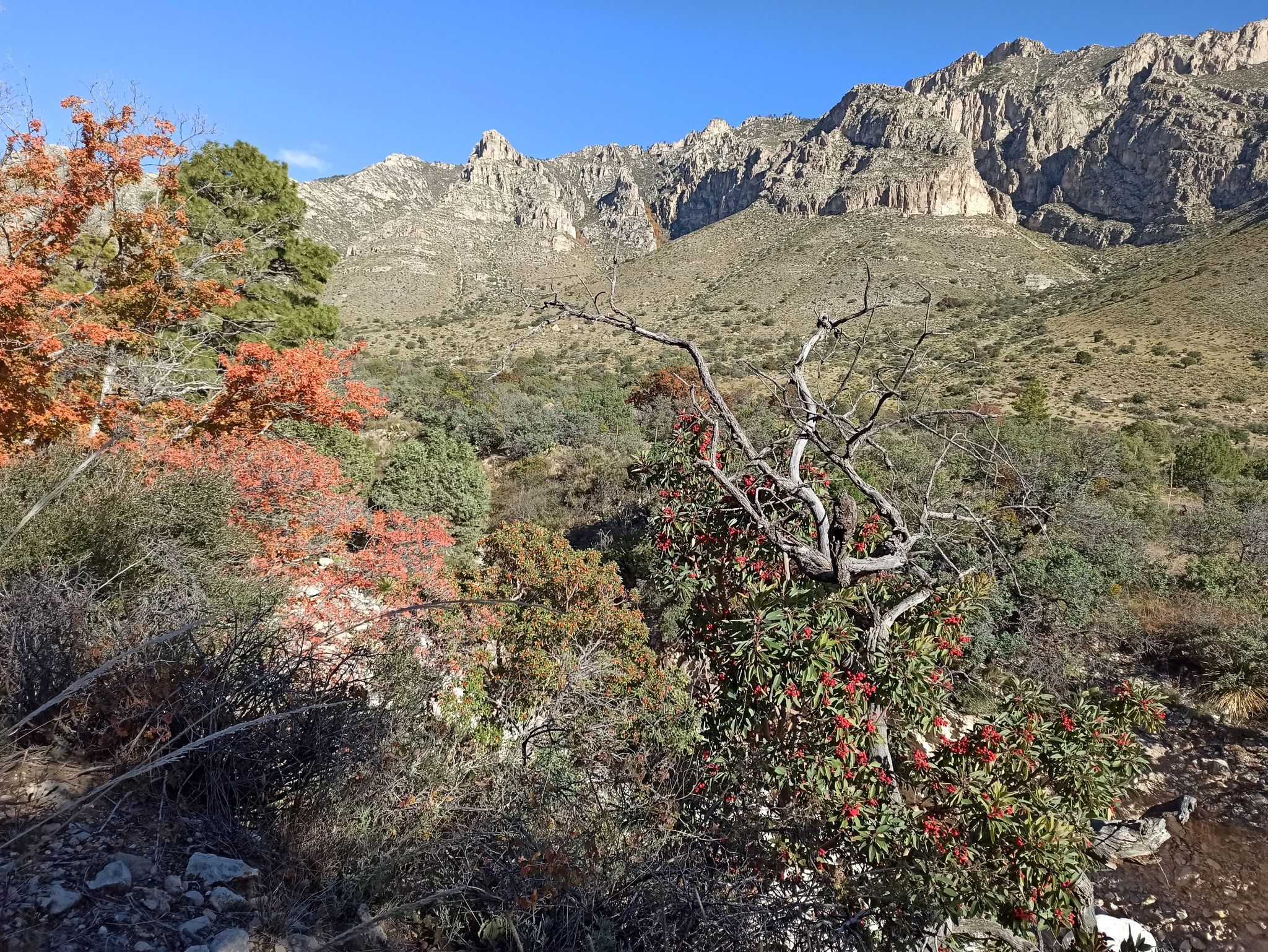 Mountain backdrop with colorful autumn trees and dry brush in bright sunlight. - Pine Springs Trailhead with Picnic Area – Pine Springs Visitor Center loop from Pine Springs Visitor Center Parking Lot